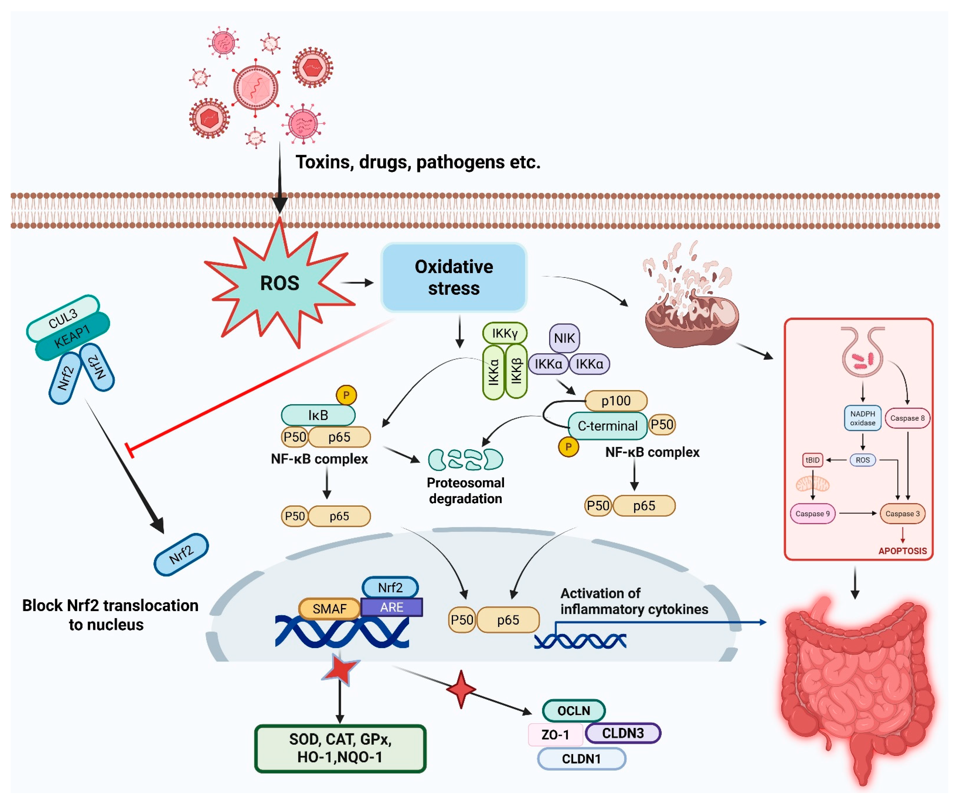 Vetsci 13 00025 g001
