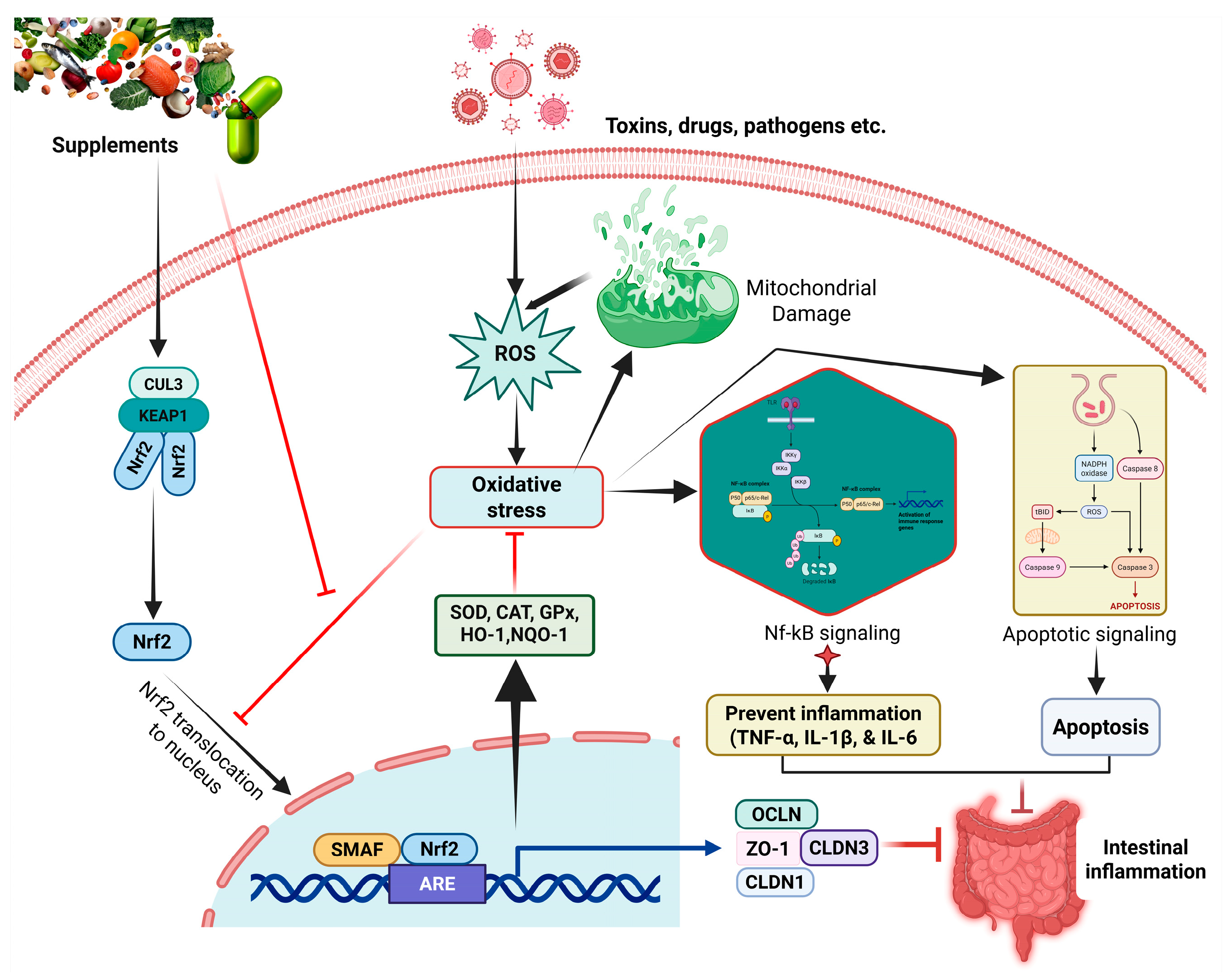 Vetsci 13 00025 g002