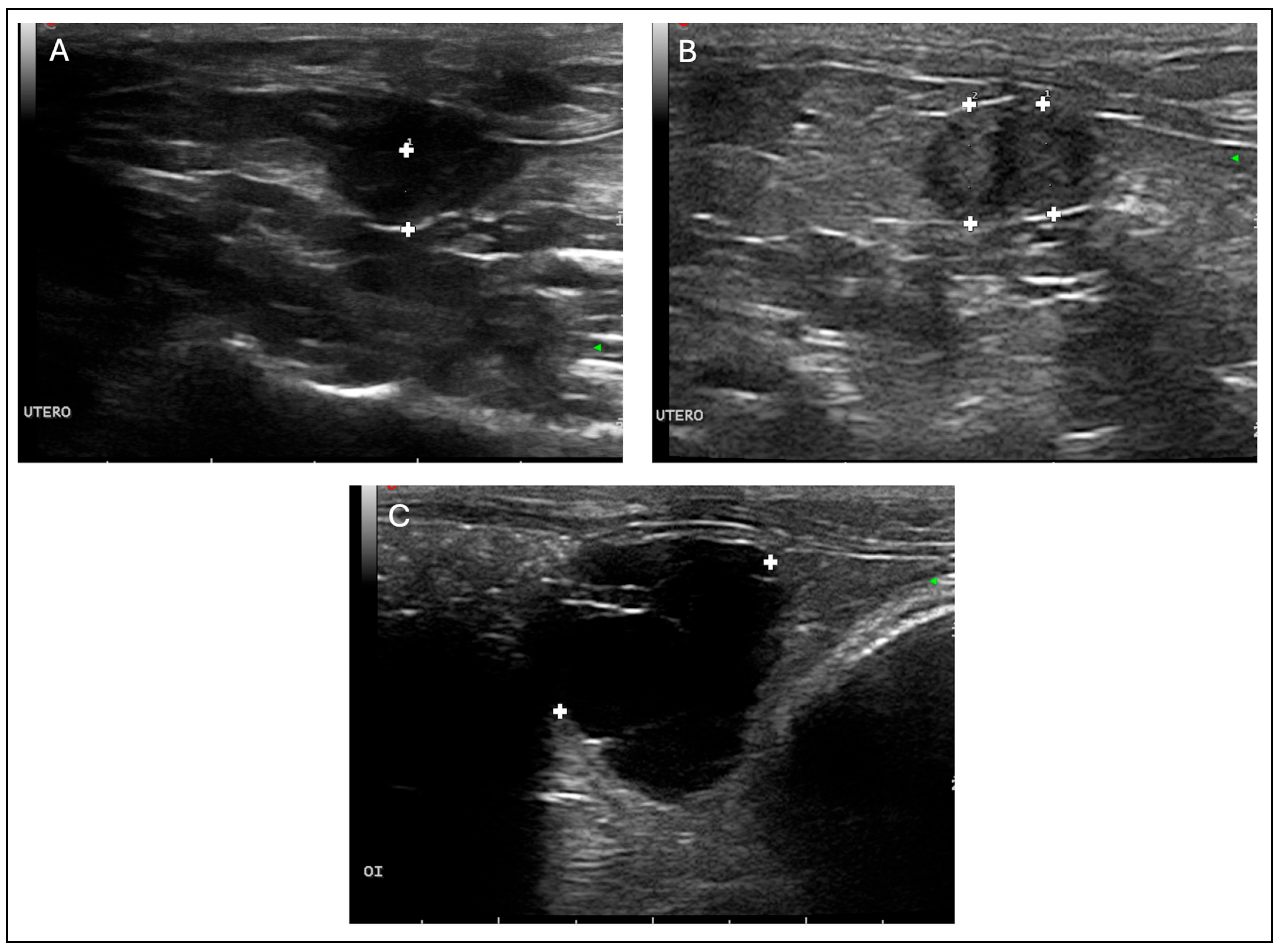 Vetsci 13 00031 g001 Vetsci 13 00031 g001