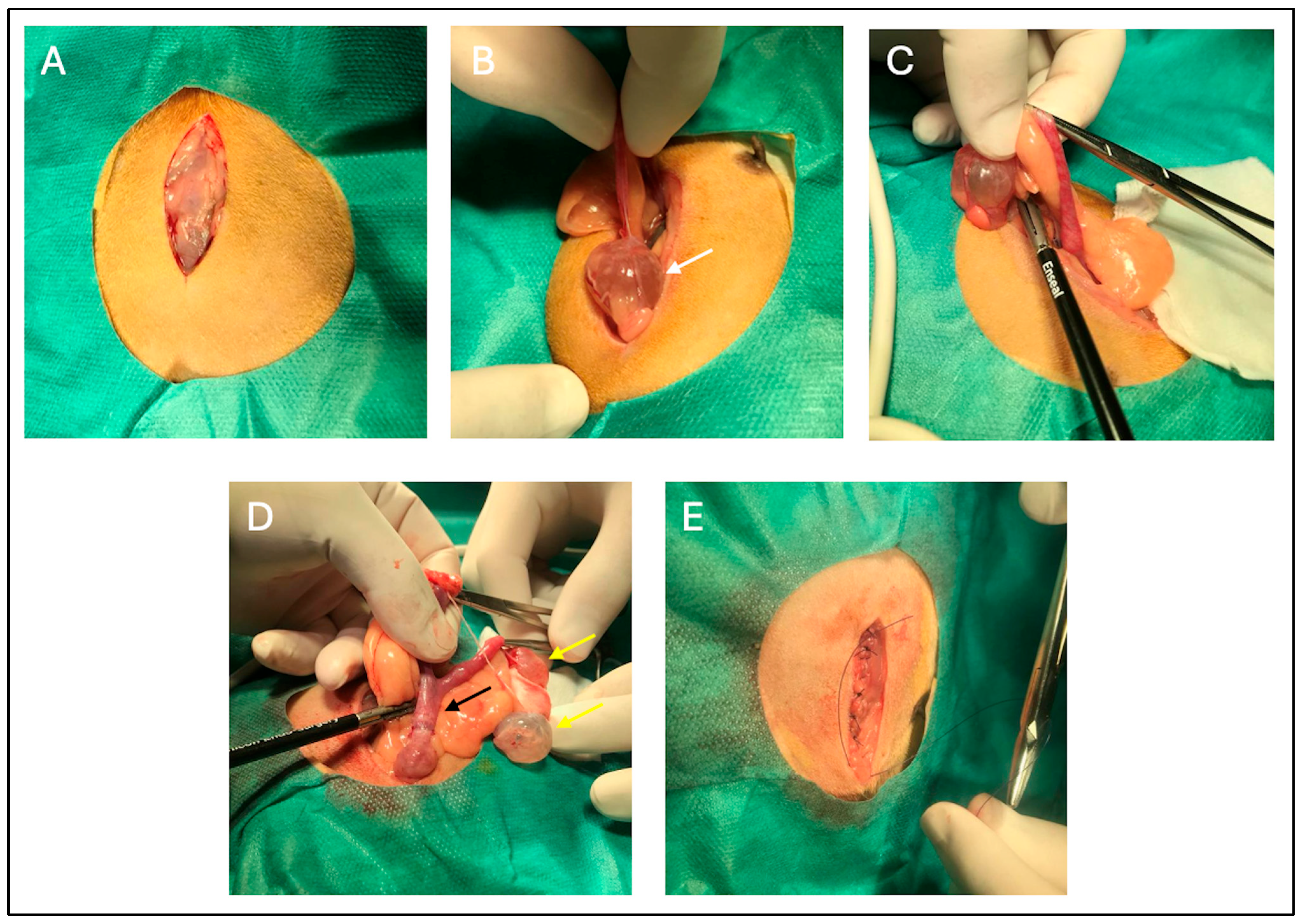 Vetsci 13 00031 g002 Vetsci 13 00031 g002