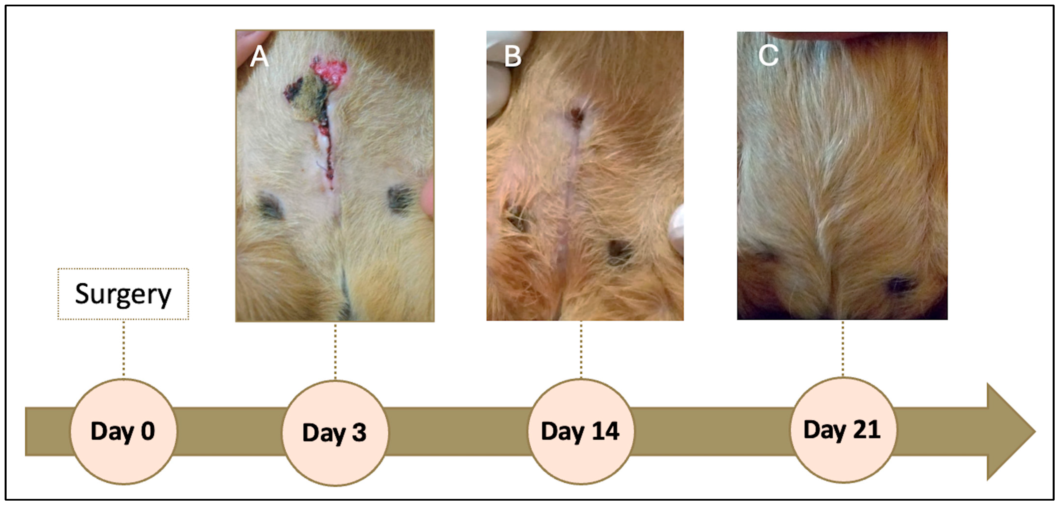 Vetsci 13 00031 g003 Vetsci 13 00031 g003