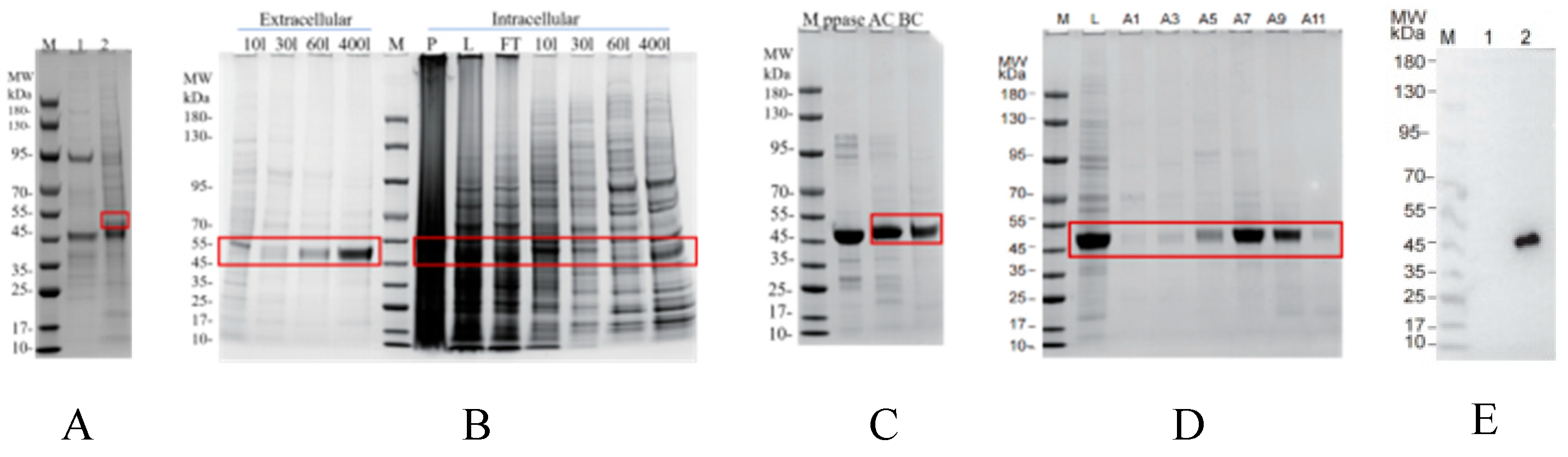 Vetsci 13 00033 g007 Vetsci 13 00033 g007