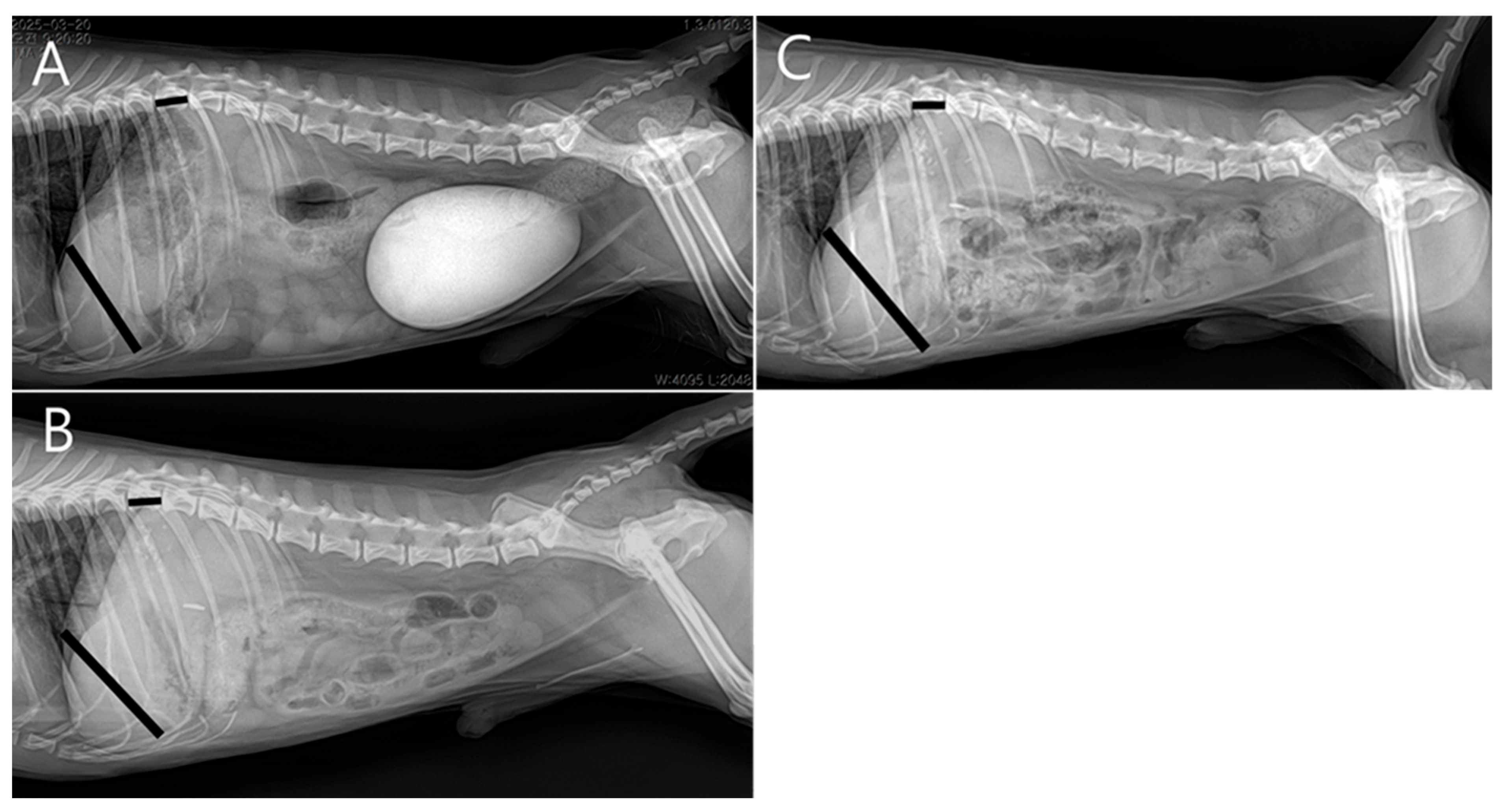 Vetsci 13 00037 g006