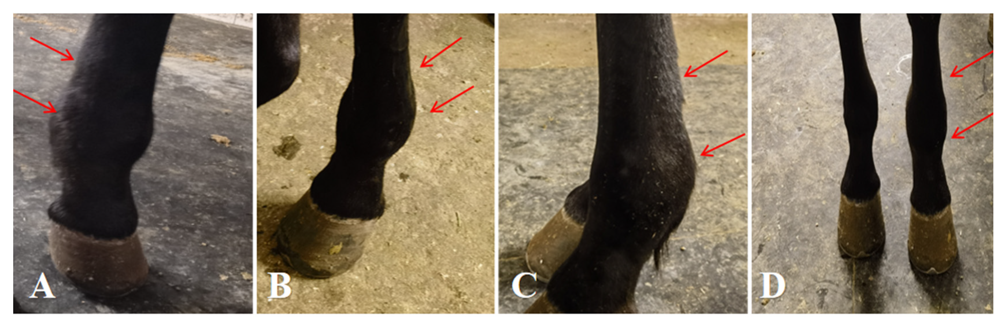 Vetsci 13 00040 g001