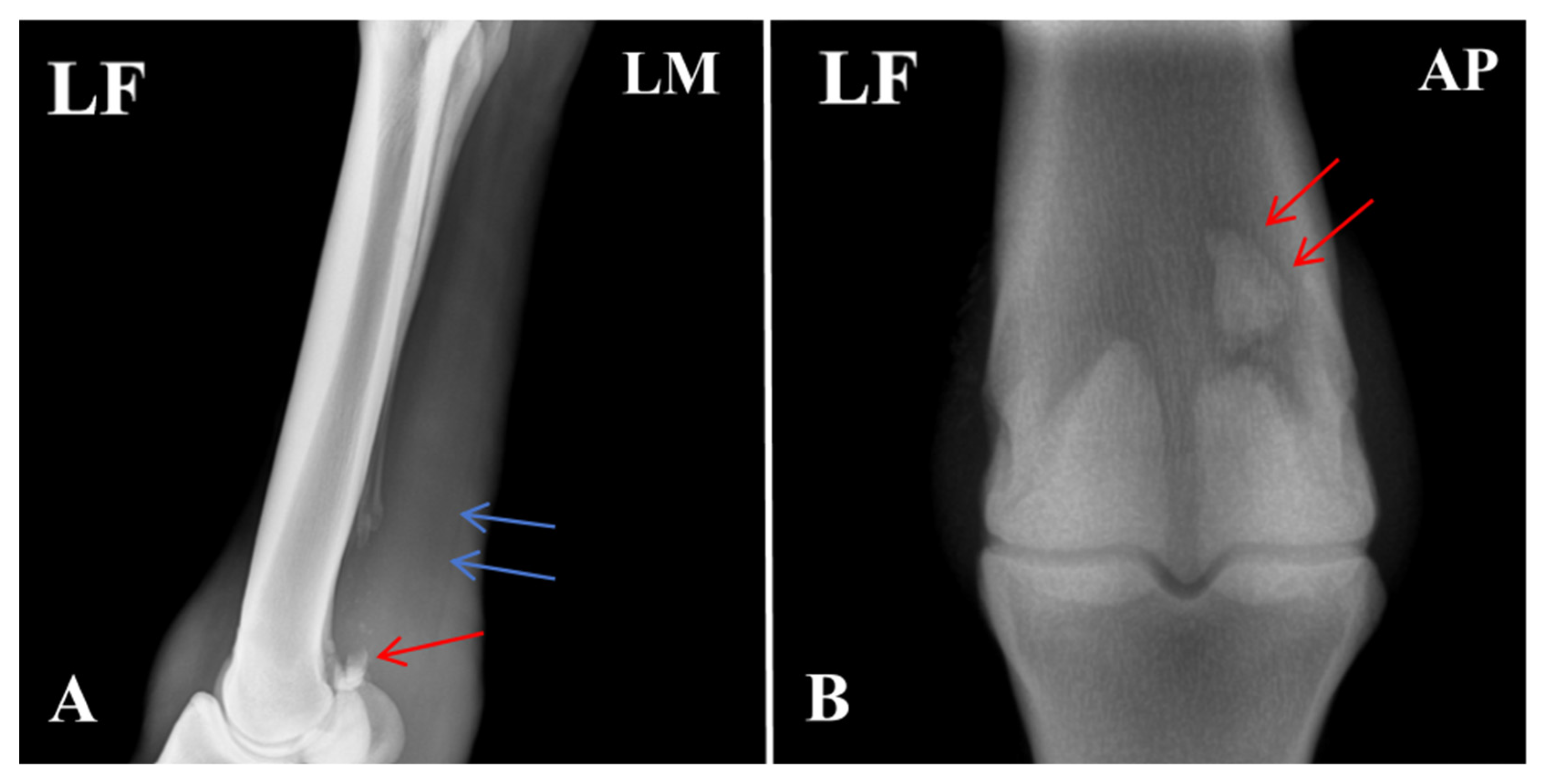Vetsci 13 00040 g002