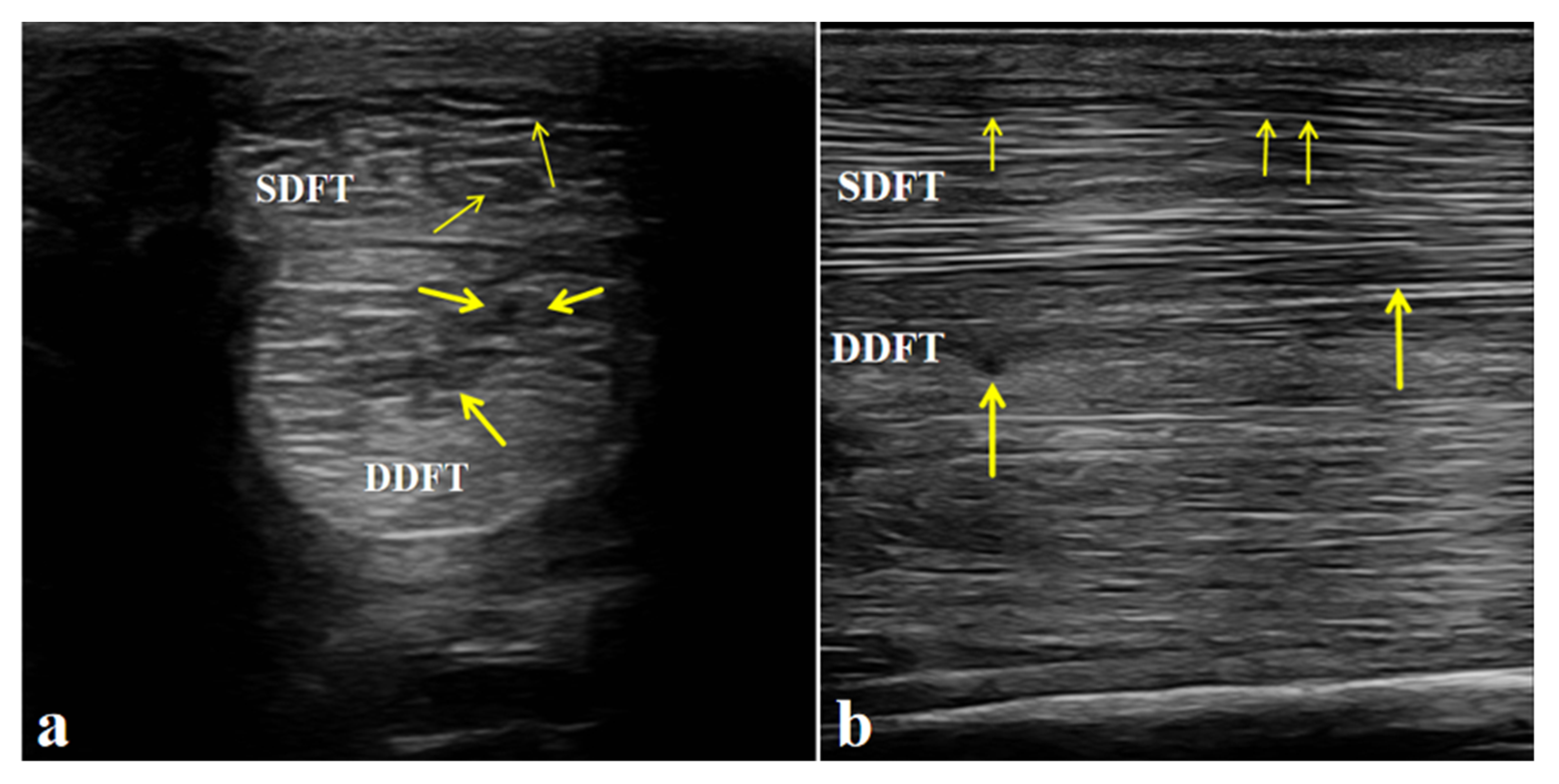 Vetsci 13 00040 g003