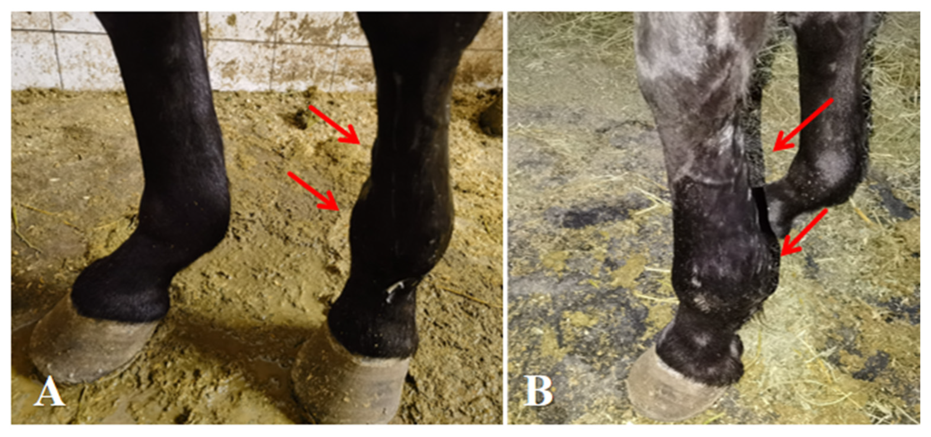 Vetsci 13 00040 g004