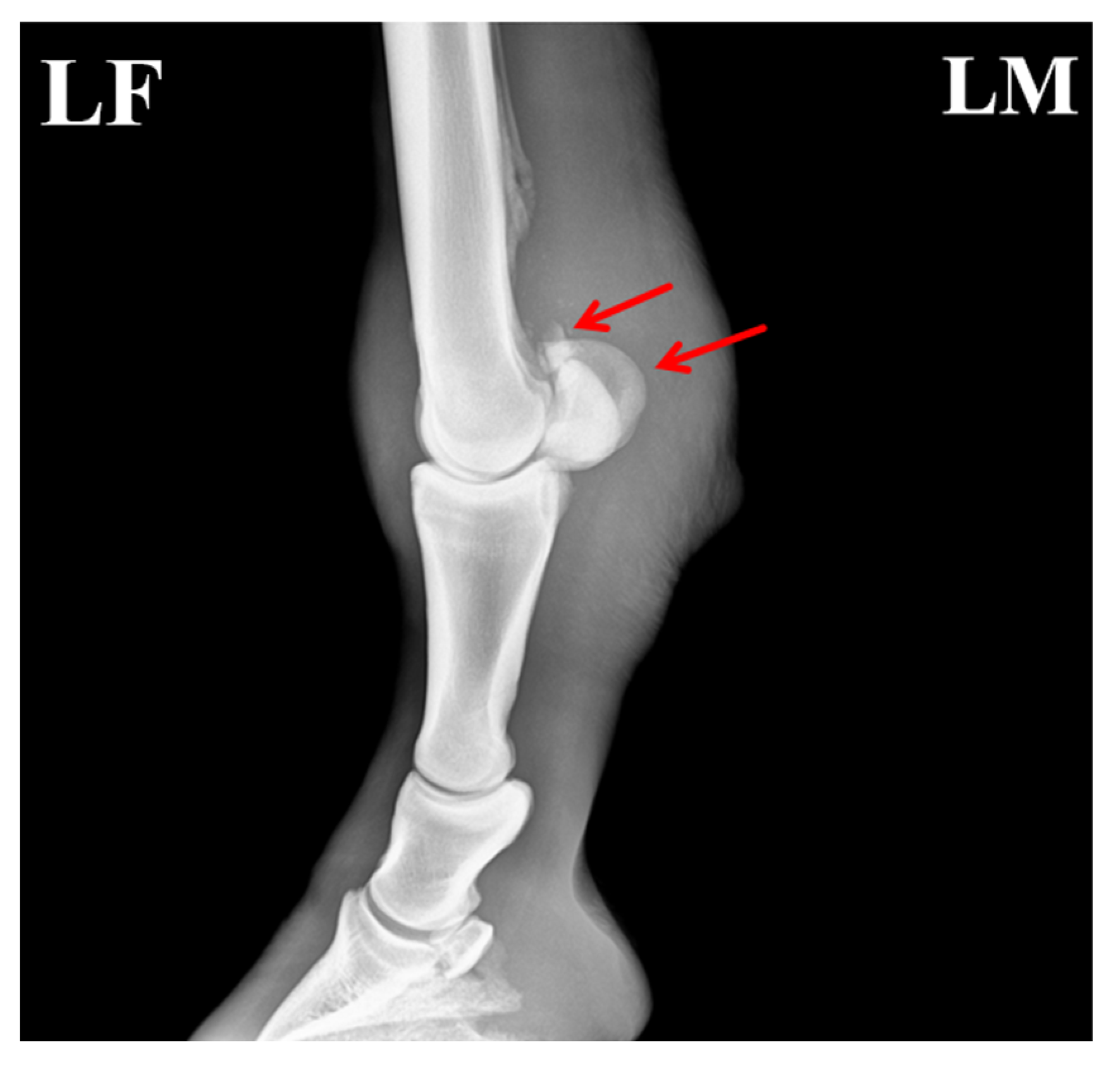Vetsci 13 00040 g005