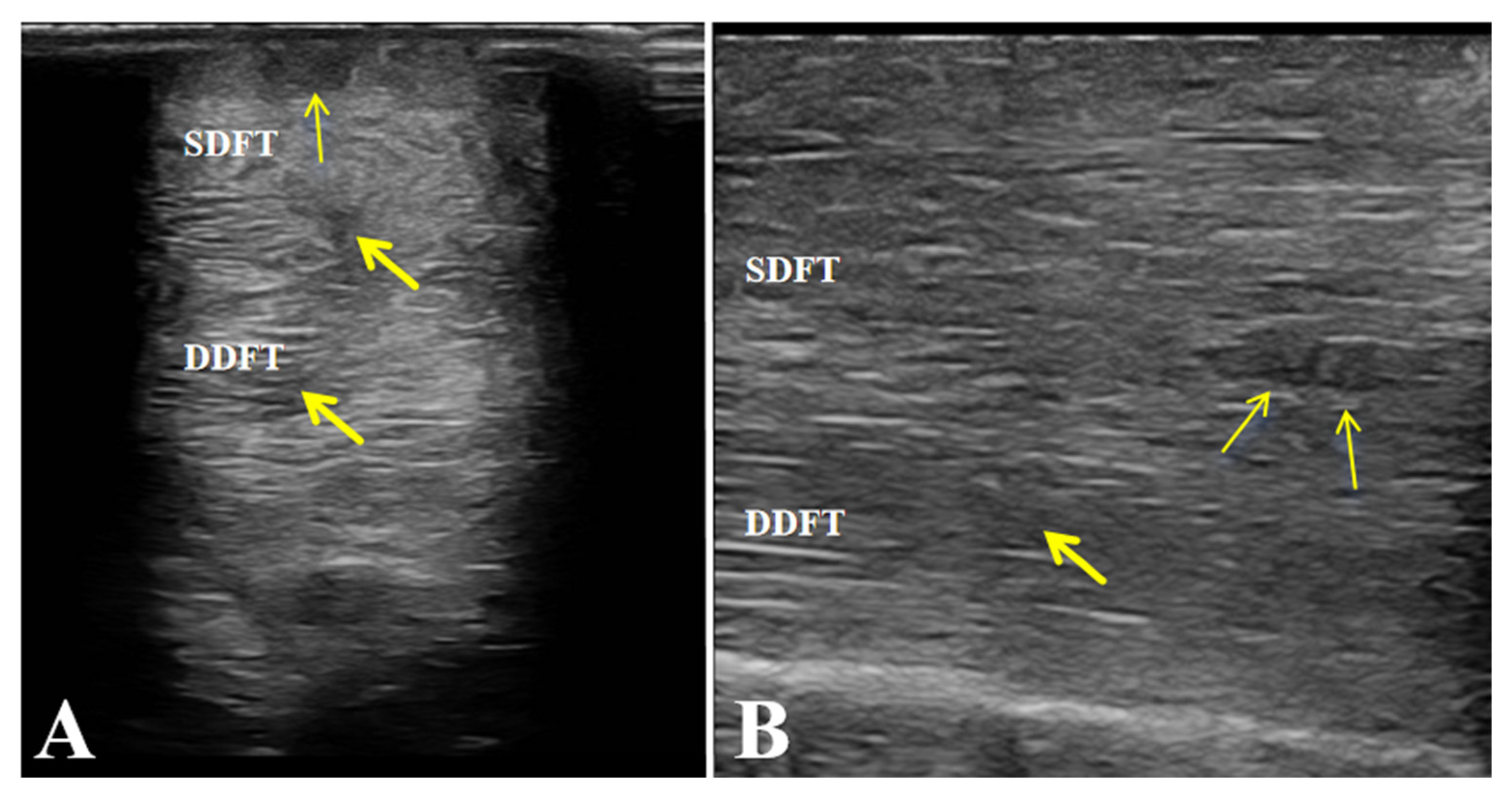 Vetsci 13 00040 g006