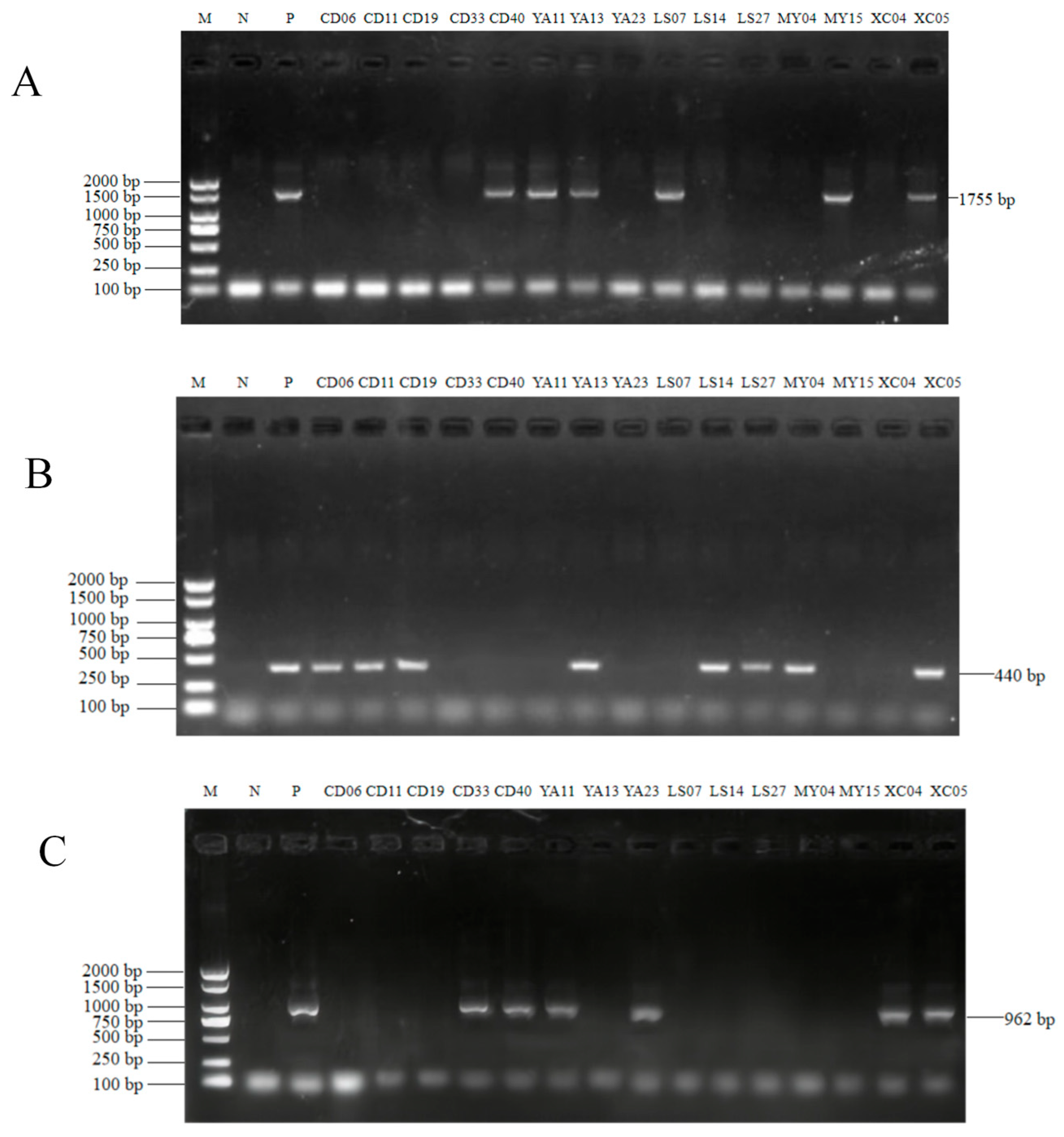 Vetsci 13 00041 g002