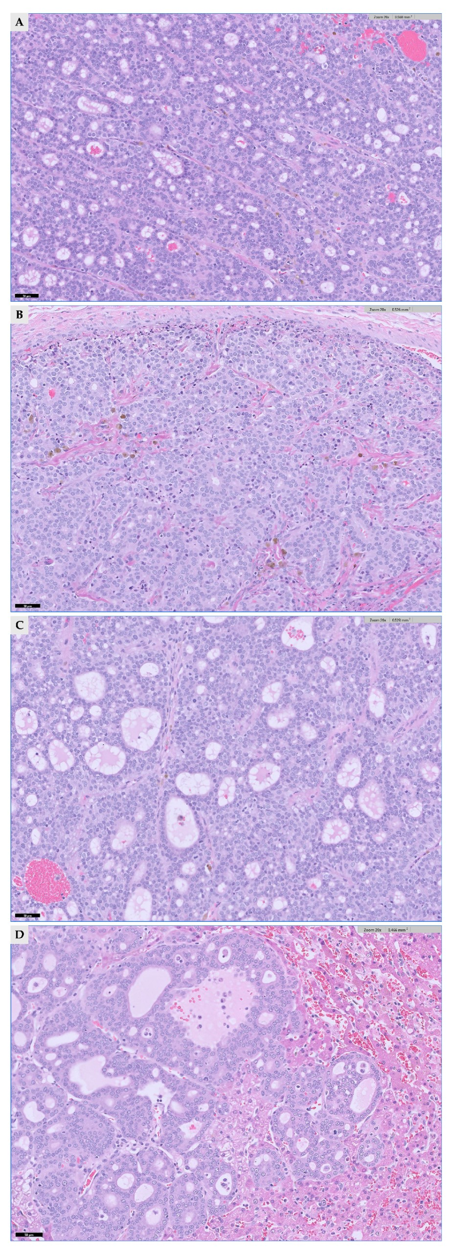 Vetsci 13 00043 g007 Vetsci 13 00043 g007