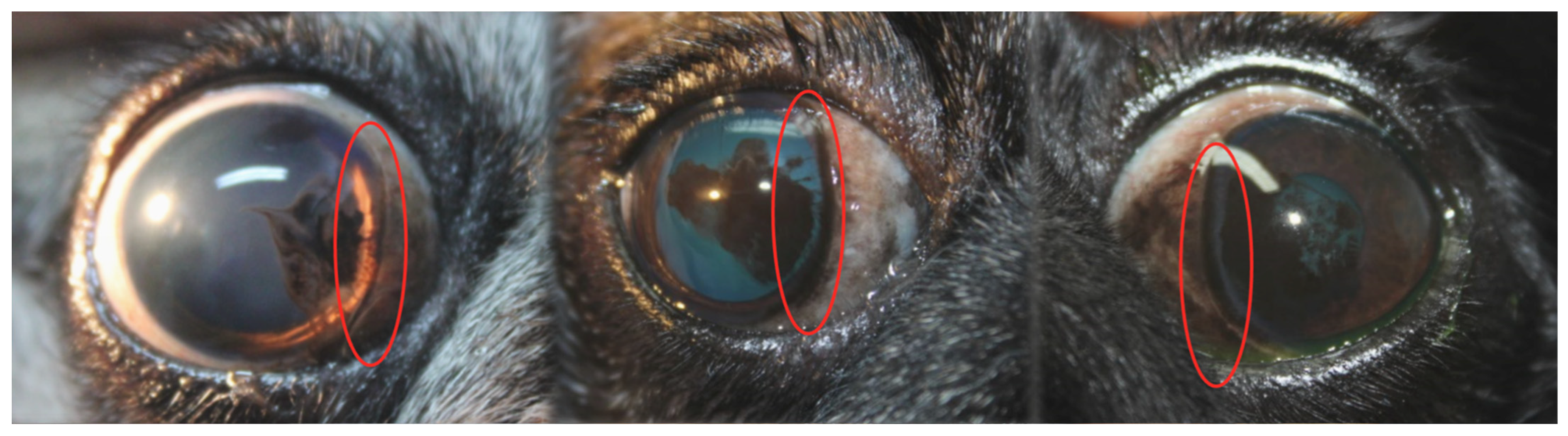 Vetsci 13 00047 g001