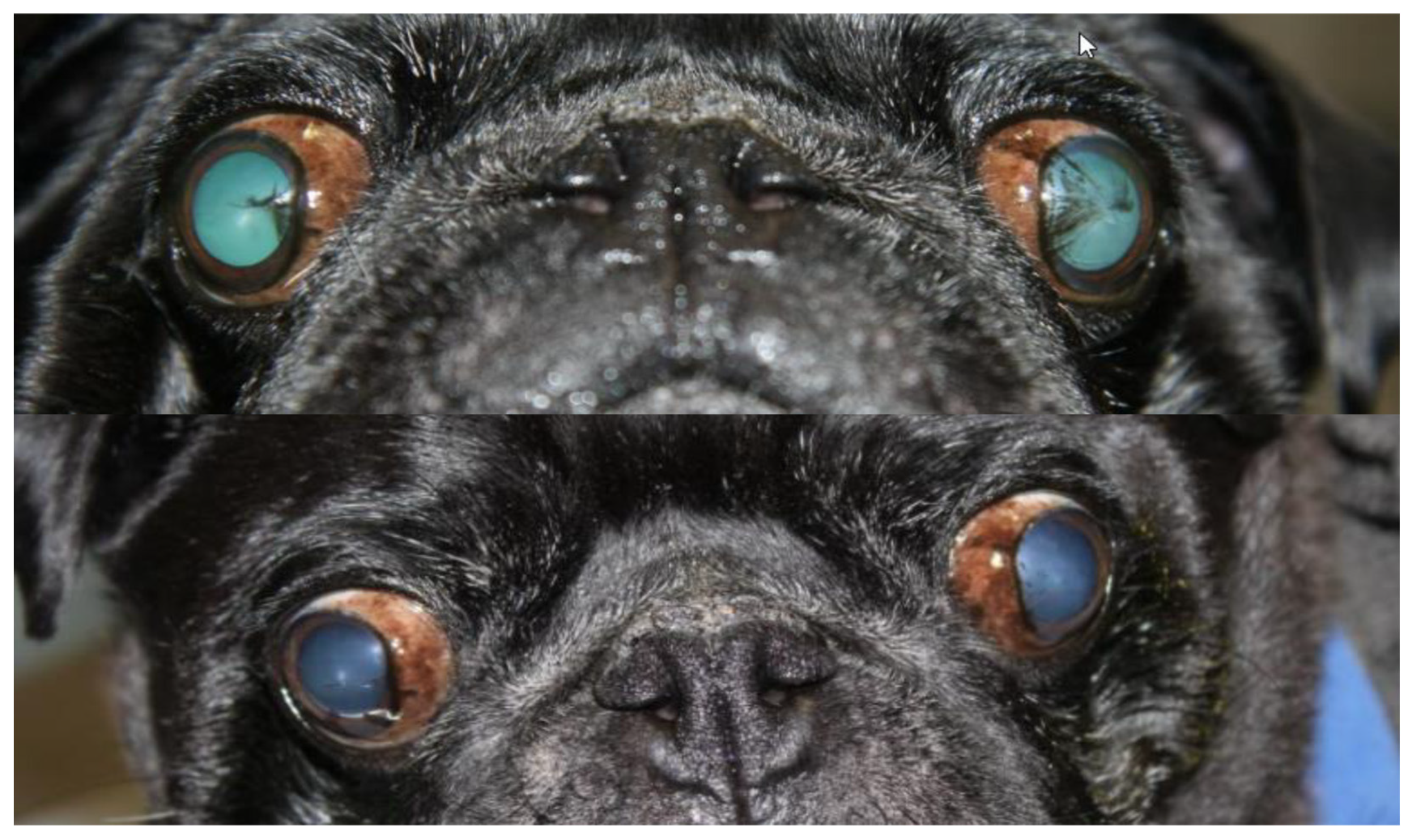 Vetsci 13 00047 g002