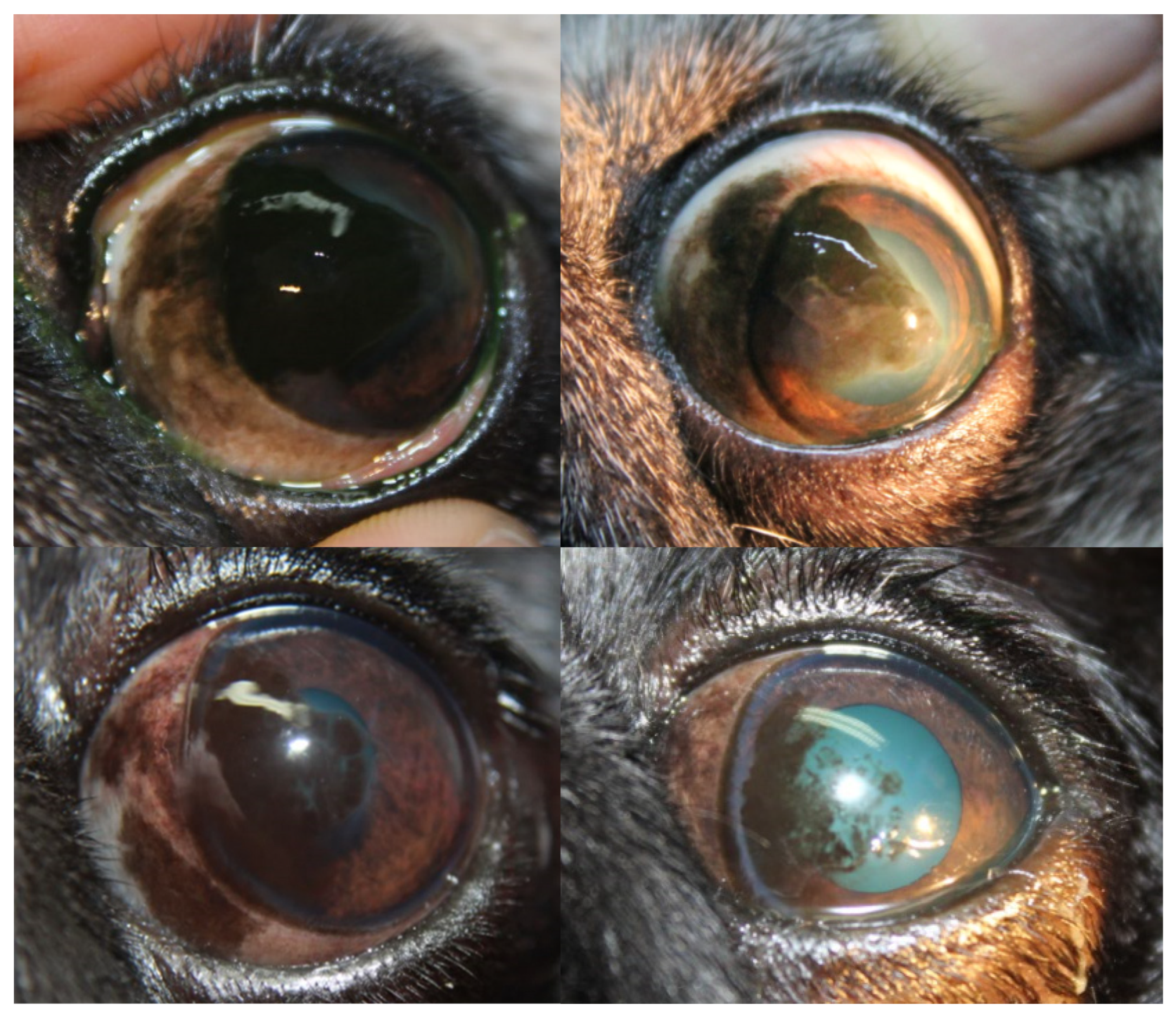 Vetsci 13 00047 g003