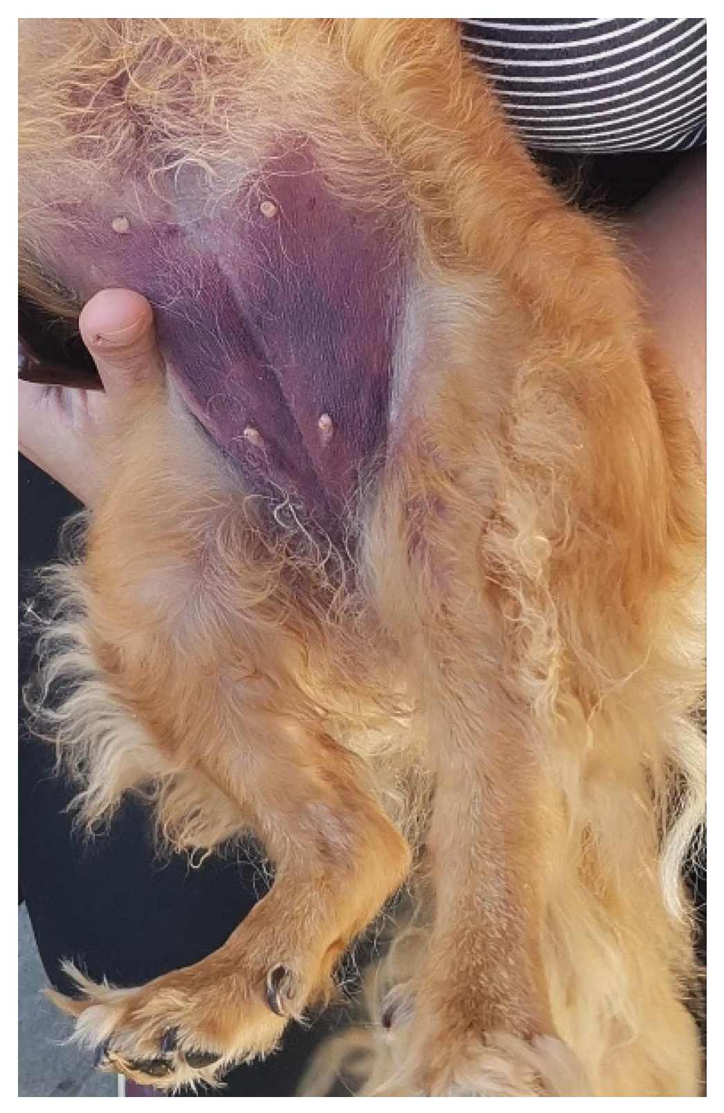 Vetsci 13 00049 g001