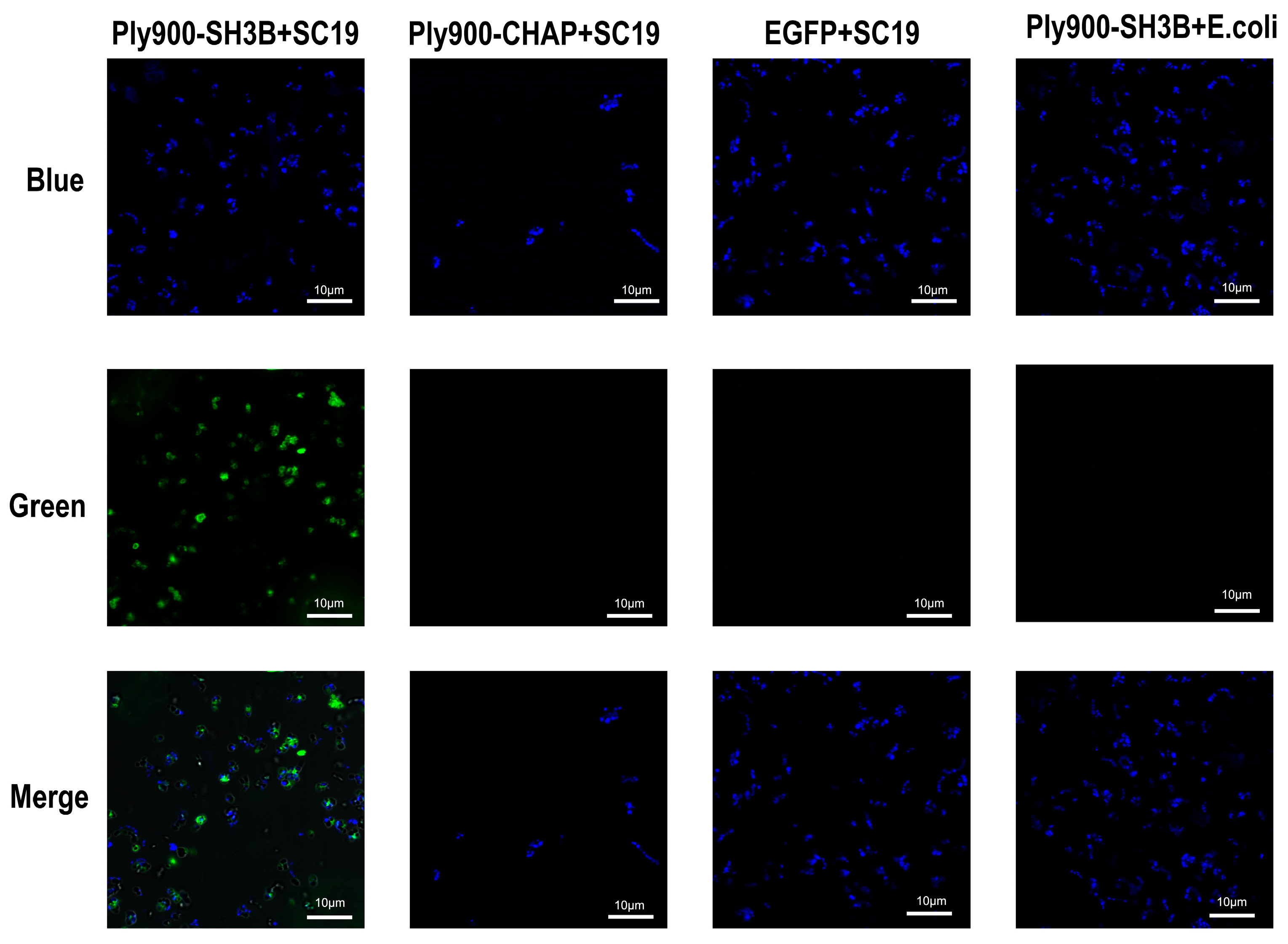 Vetsci 13 00065 g003