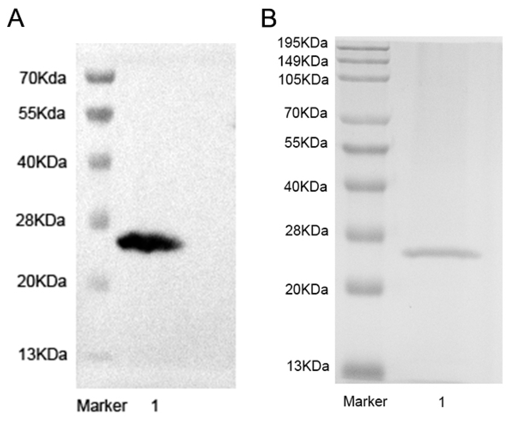 Vetsci 13 00065 g004