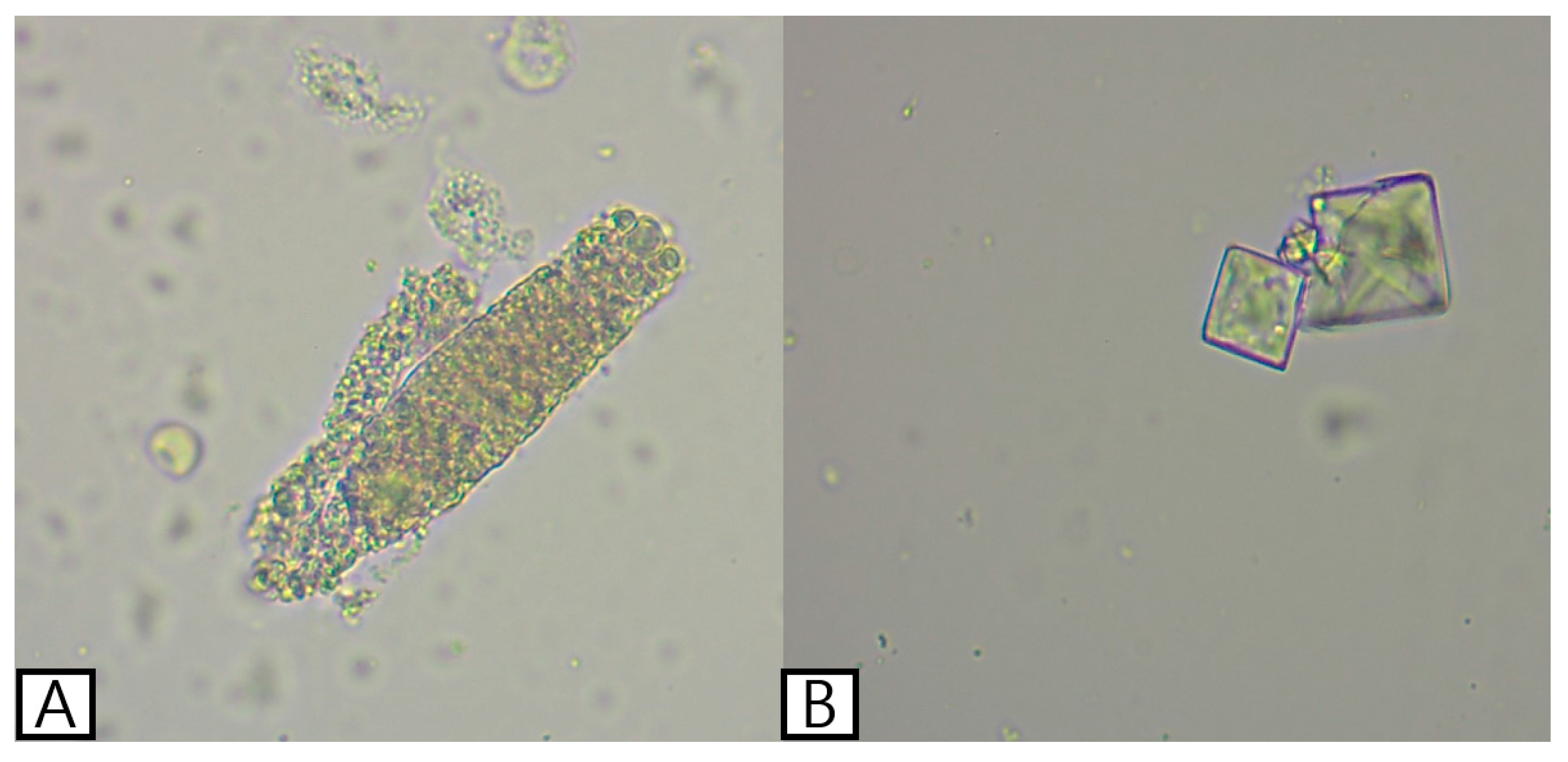 Vetsci 13 00069 g001