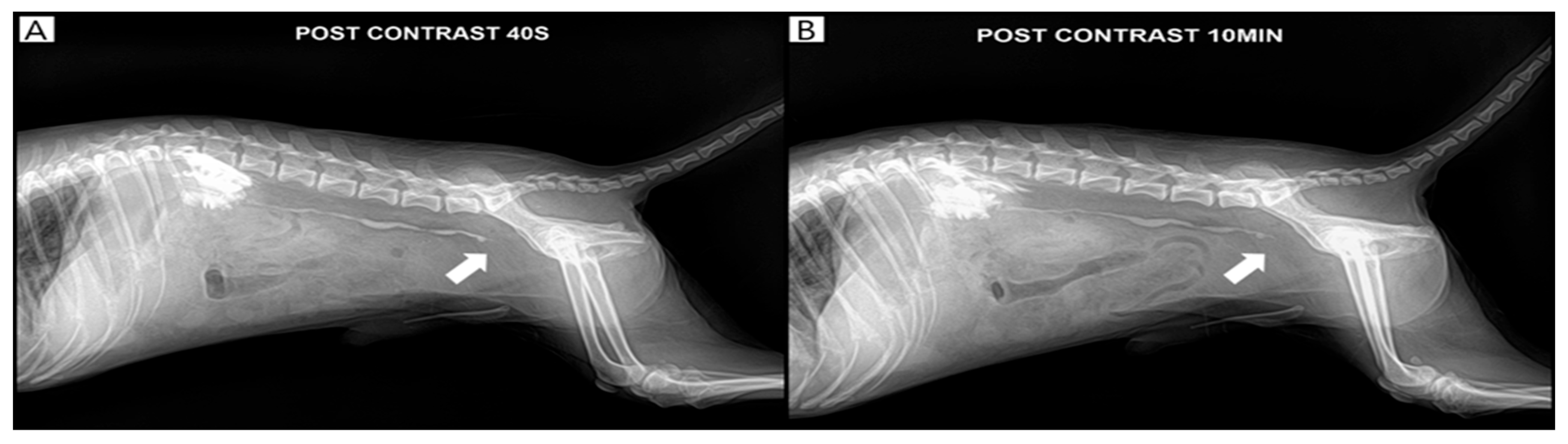 Vetsci 13 00069 g003