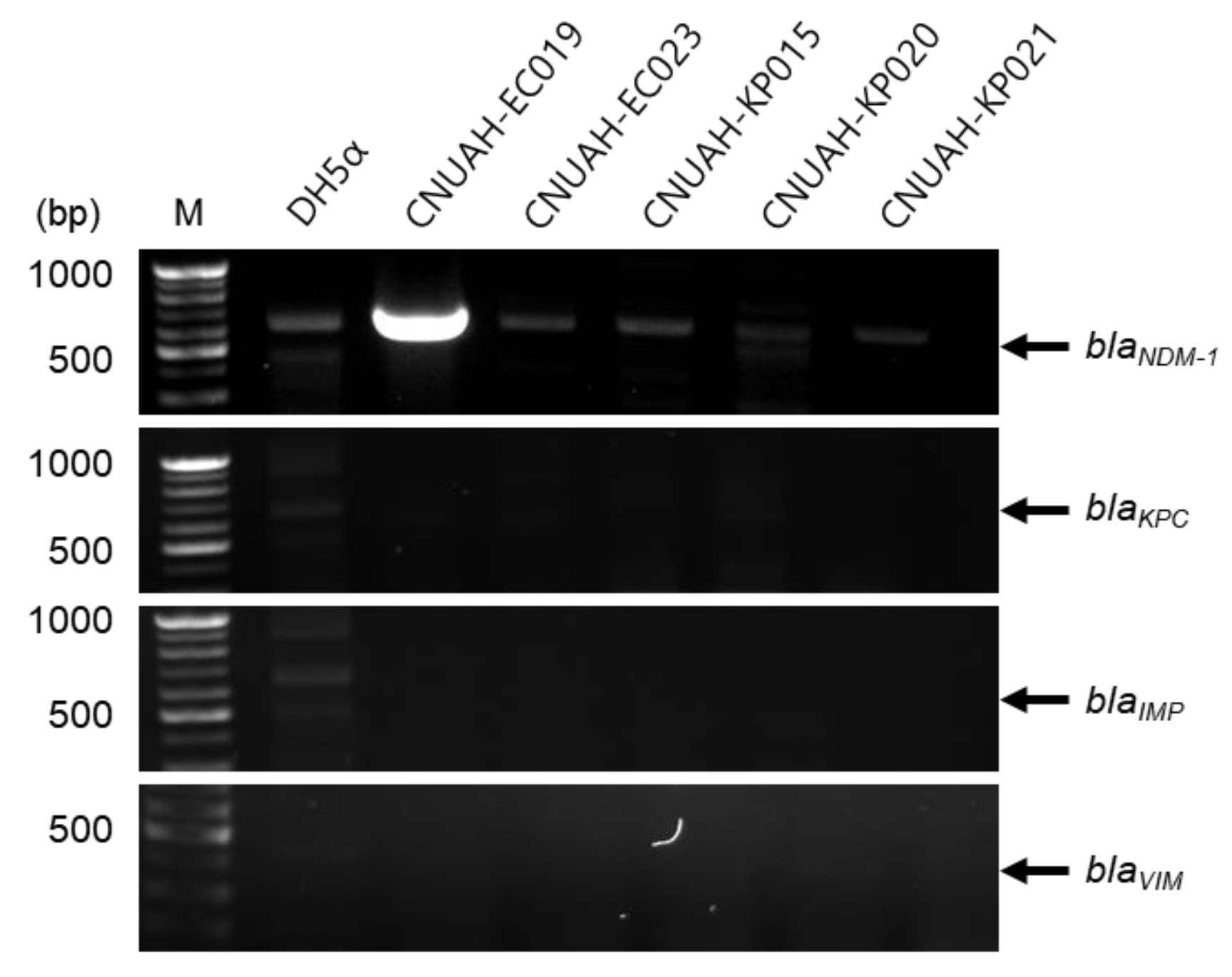 Vetsci 13 00070 g002 Vetsci 13 00070 g002