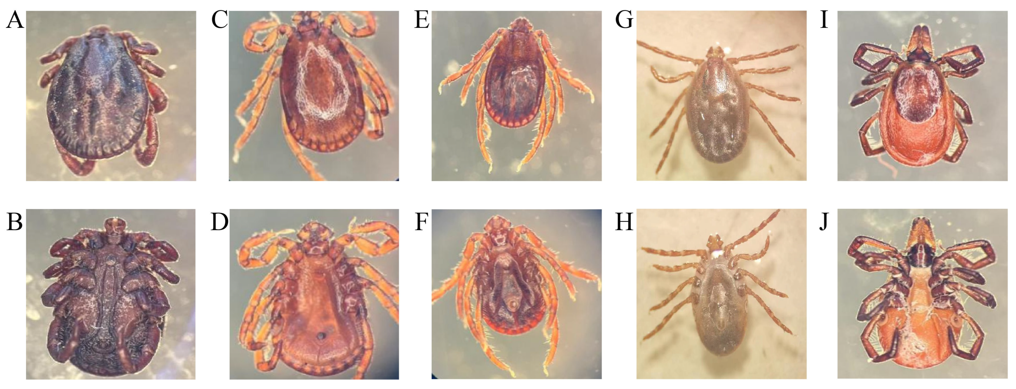 Vetsci 13 00078 g002 Vetsci 13 00078 g002