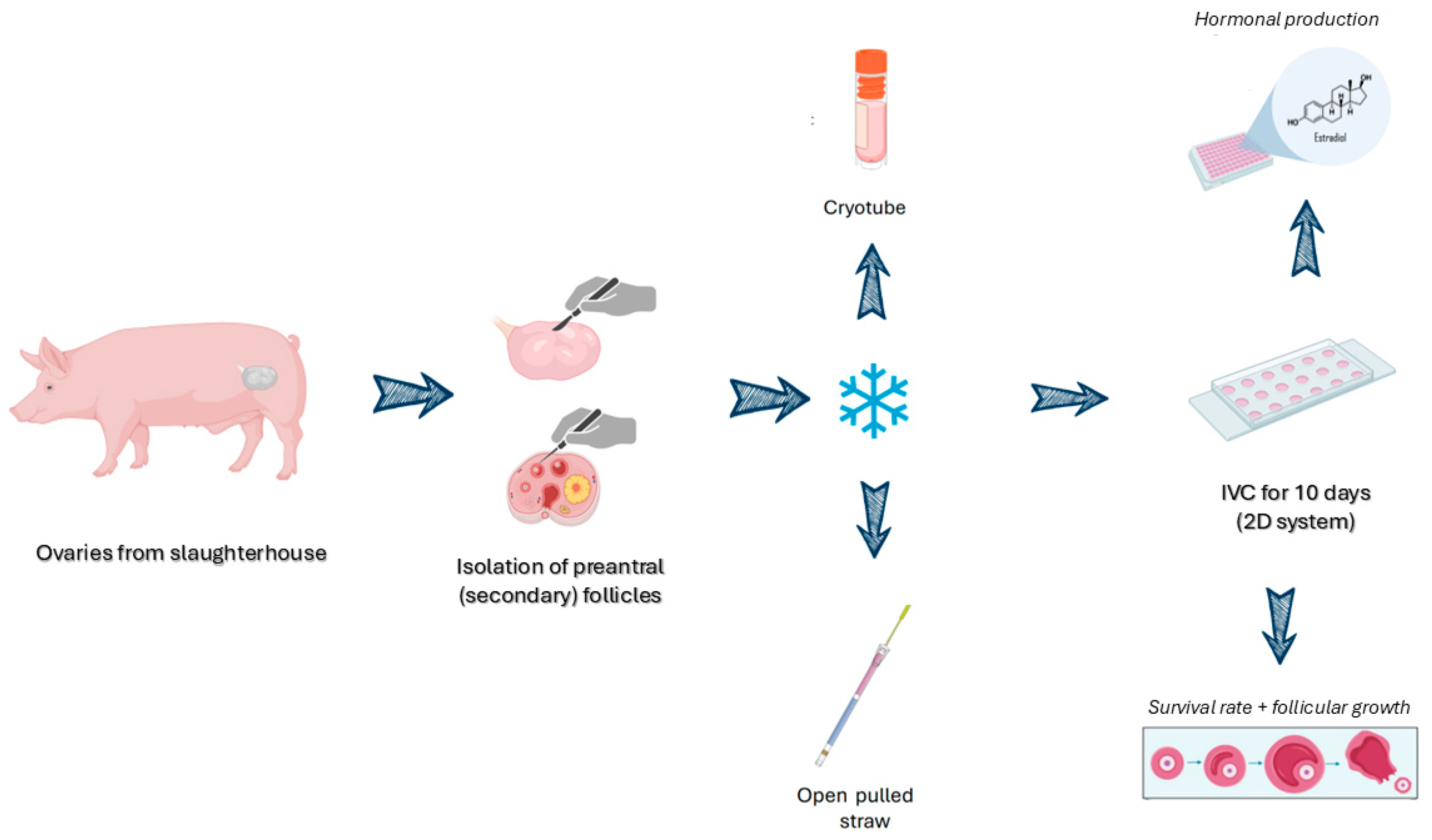 Vetsci 13 00117 g001