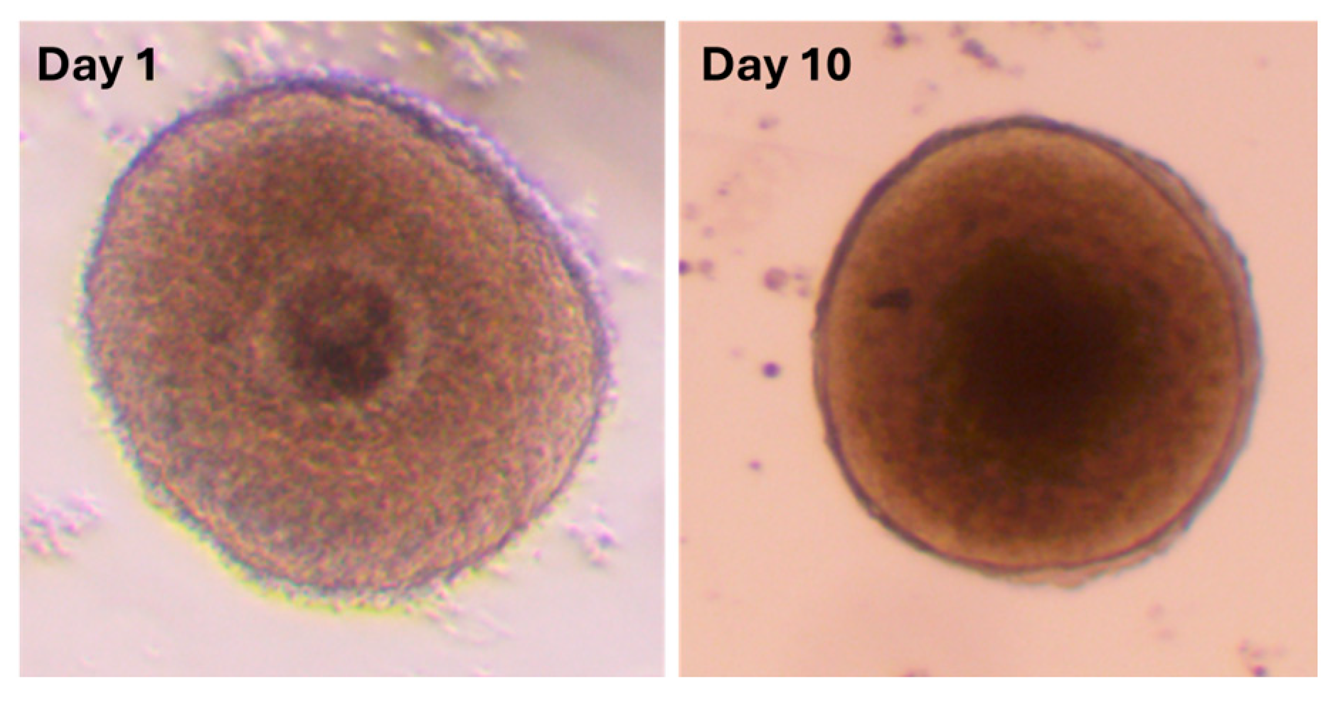 Vetsci 13 00117 g002