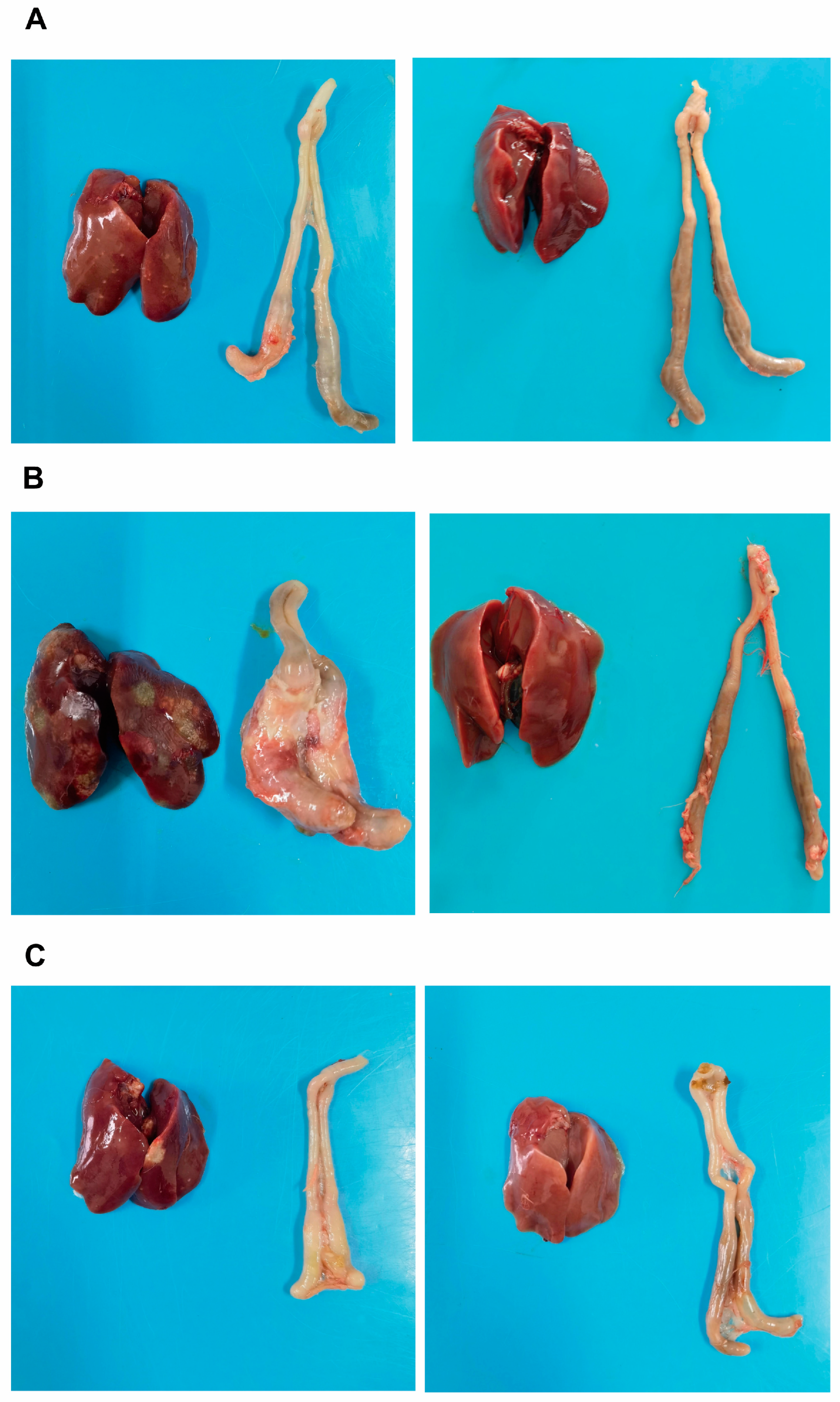 Vetsci 13 00118 g002