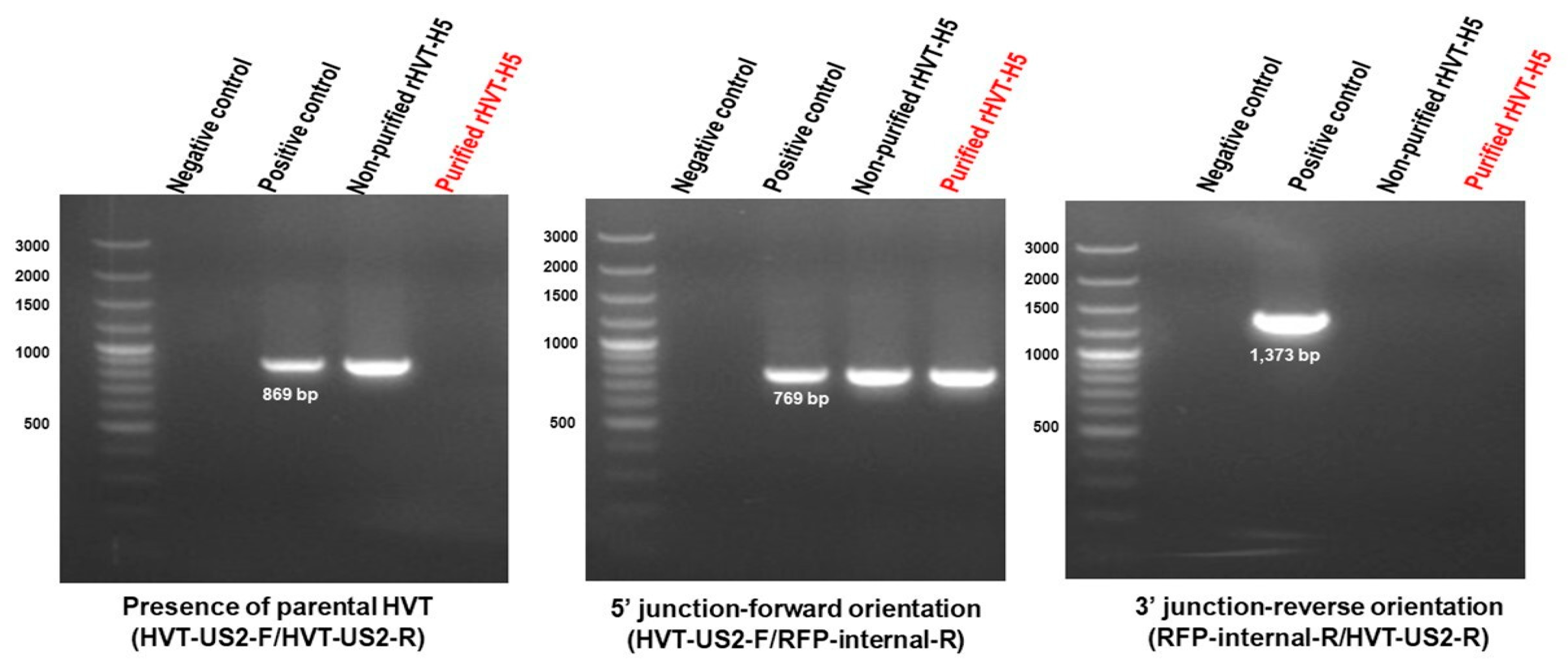 Vetsci 13 00127 g002 Vetsci 13 00127 g002