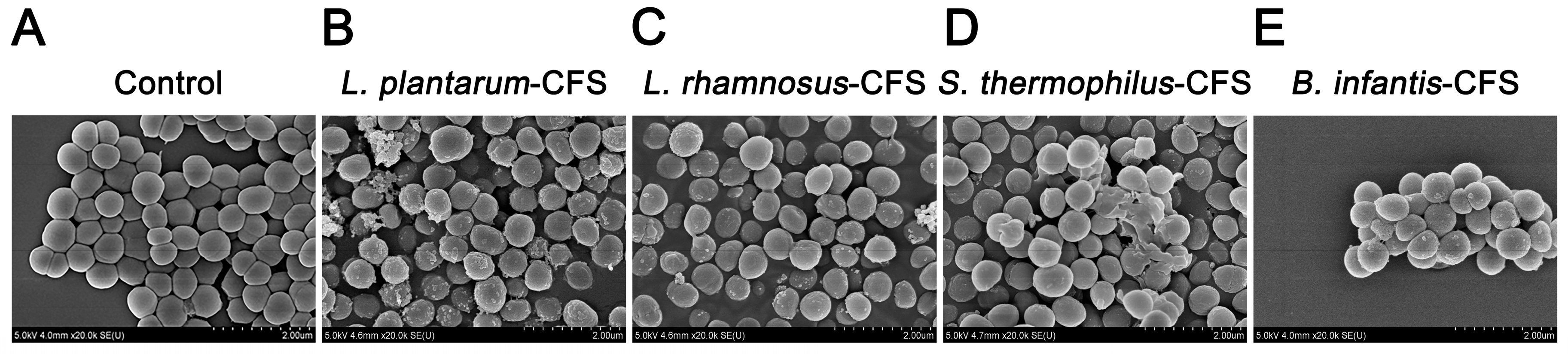 Vetsci 13 00139 g009