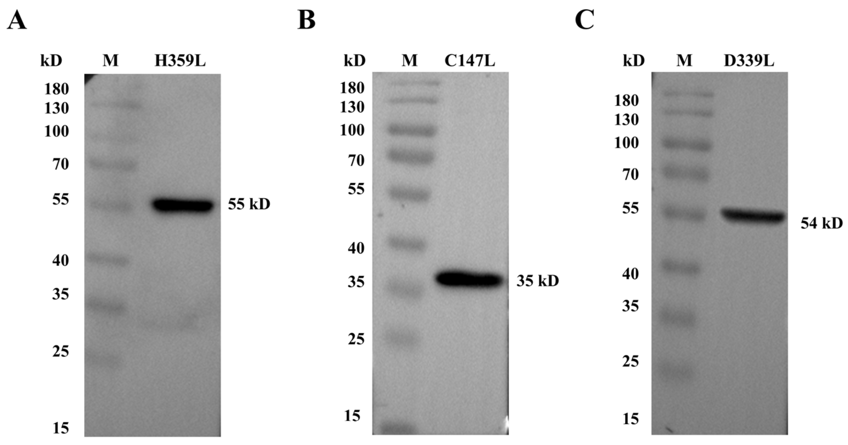 Vetsci 13 00144 g002