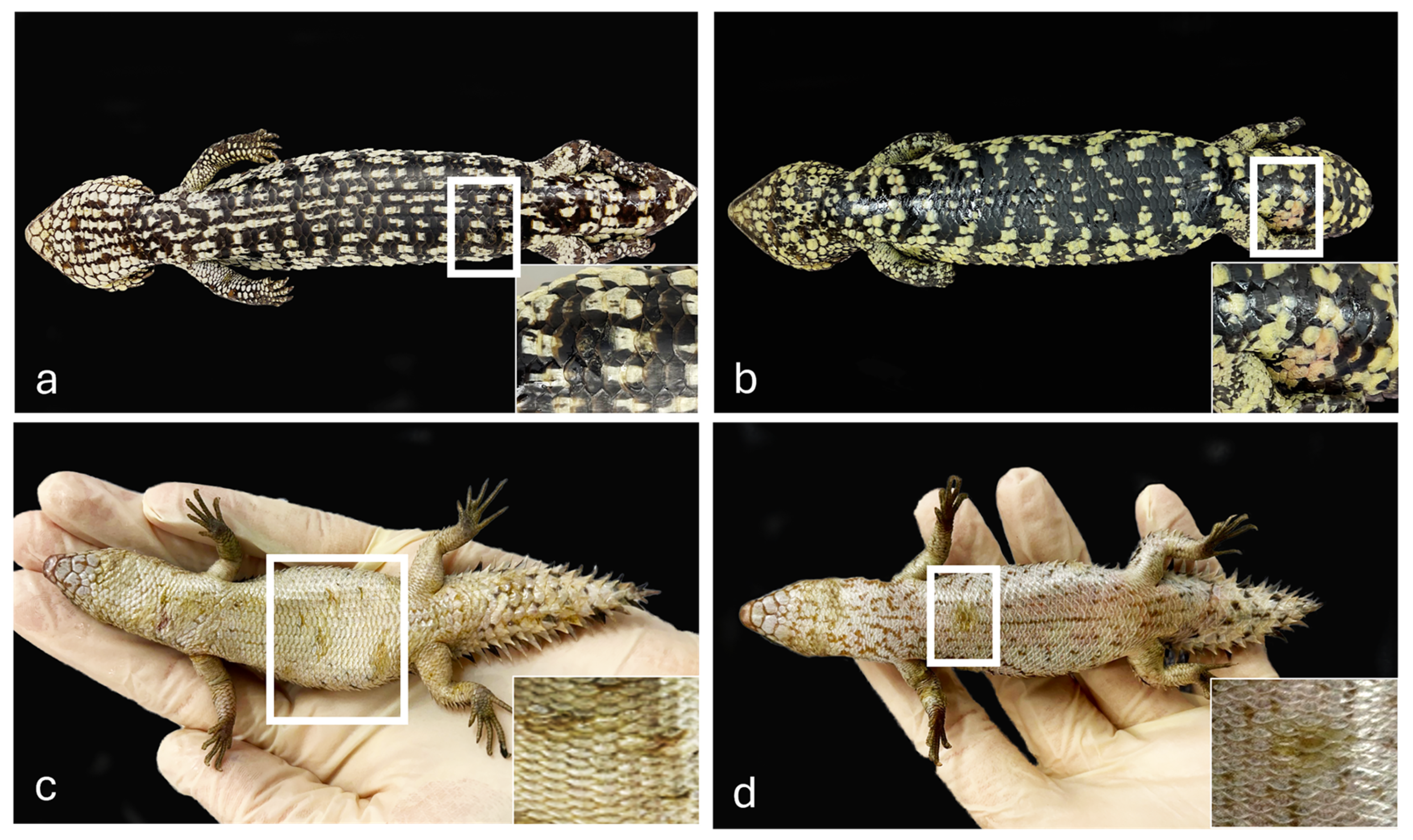 Vetsci 13 00162 g001