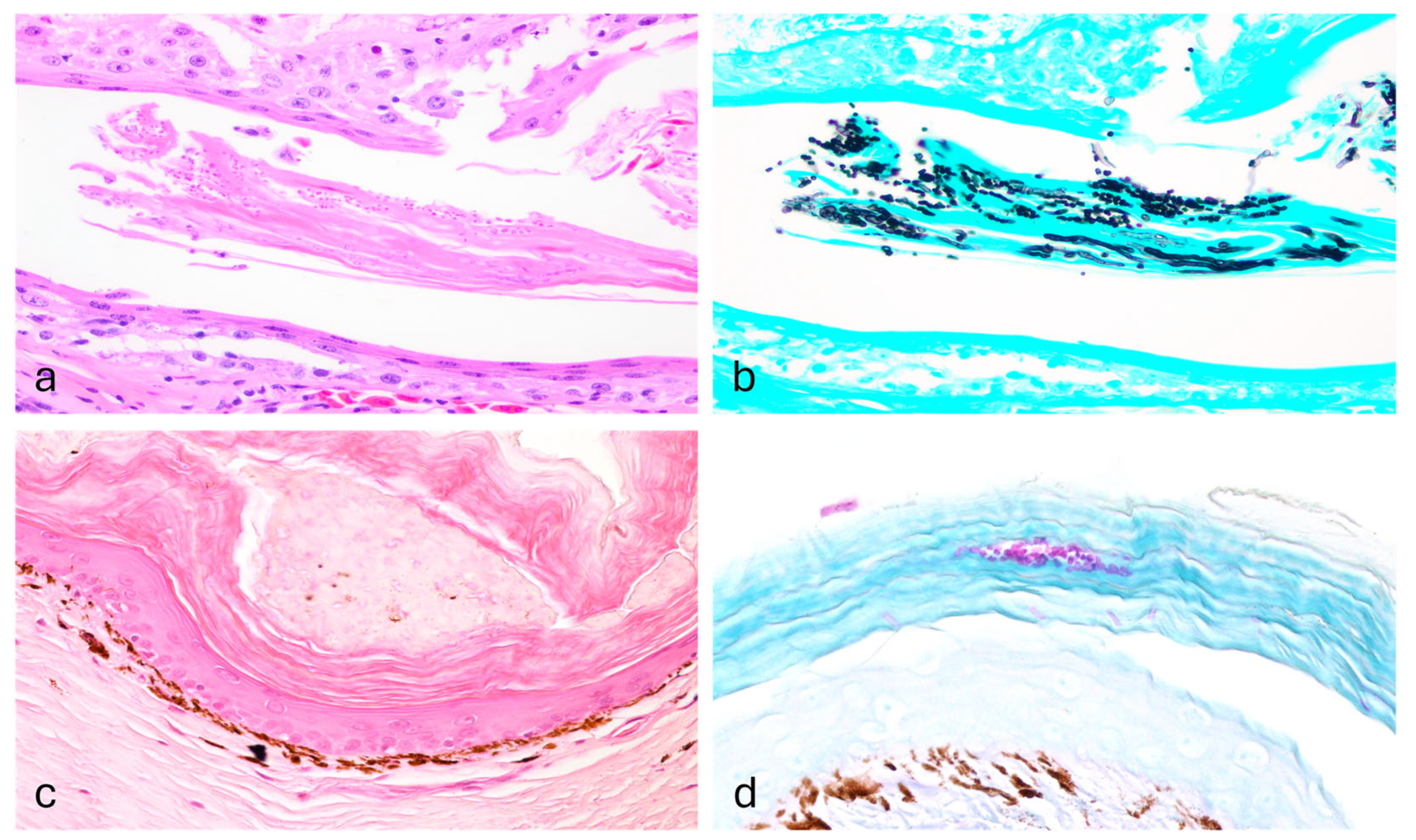 Vetsci 13 00162 g002