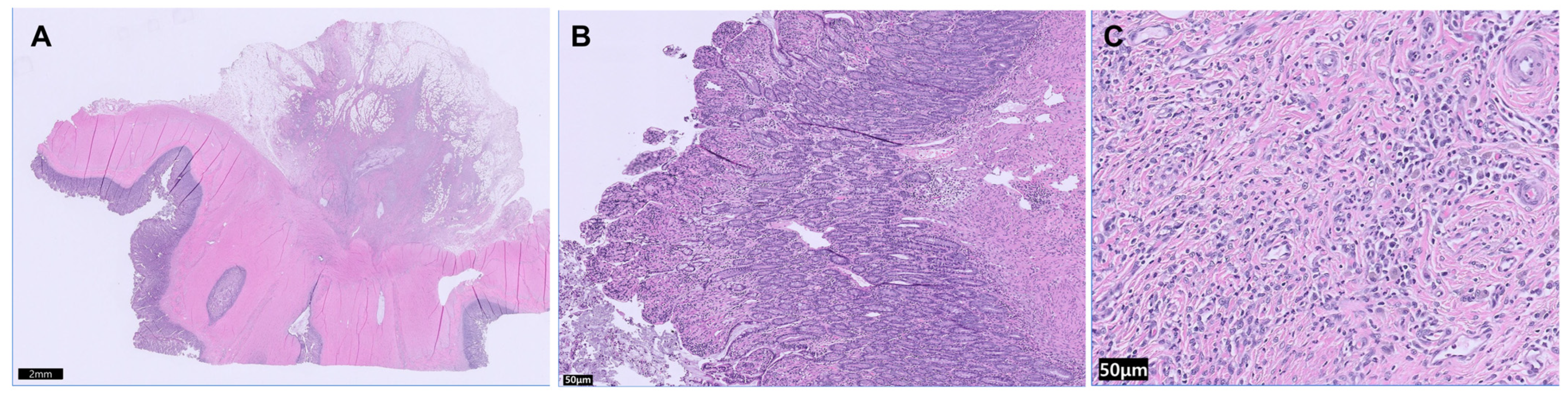 Vetsci 13 00174 g003 Vetsci 13 00174 g003