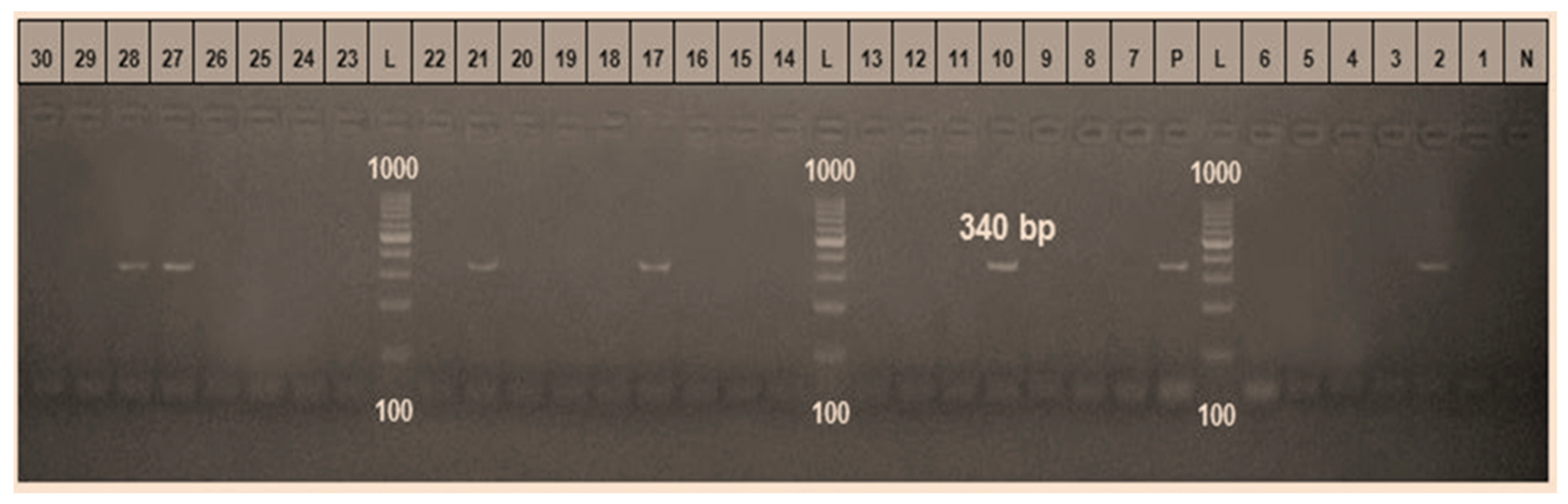 Vetsci 13 00176 g002 Vetsci 13 00176 g002