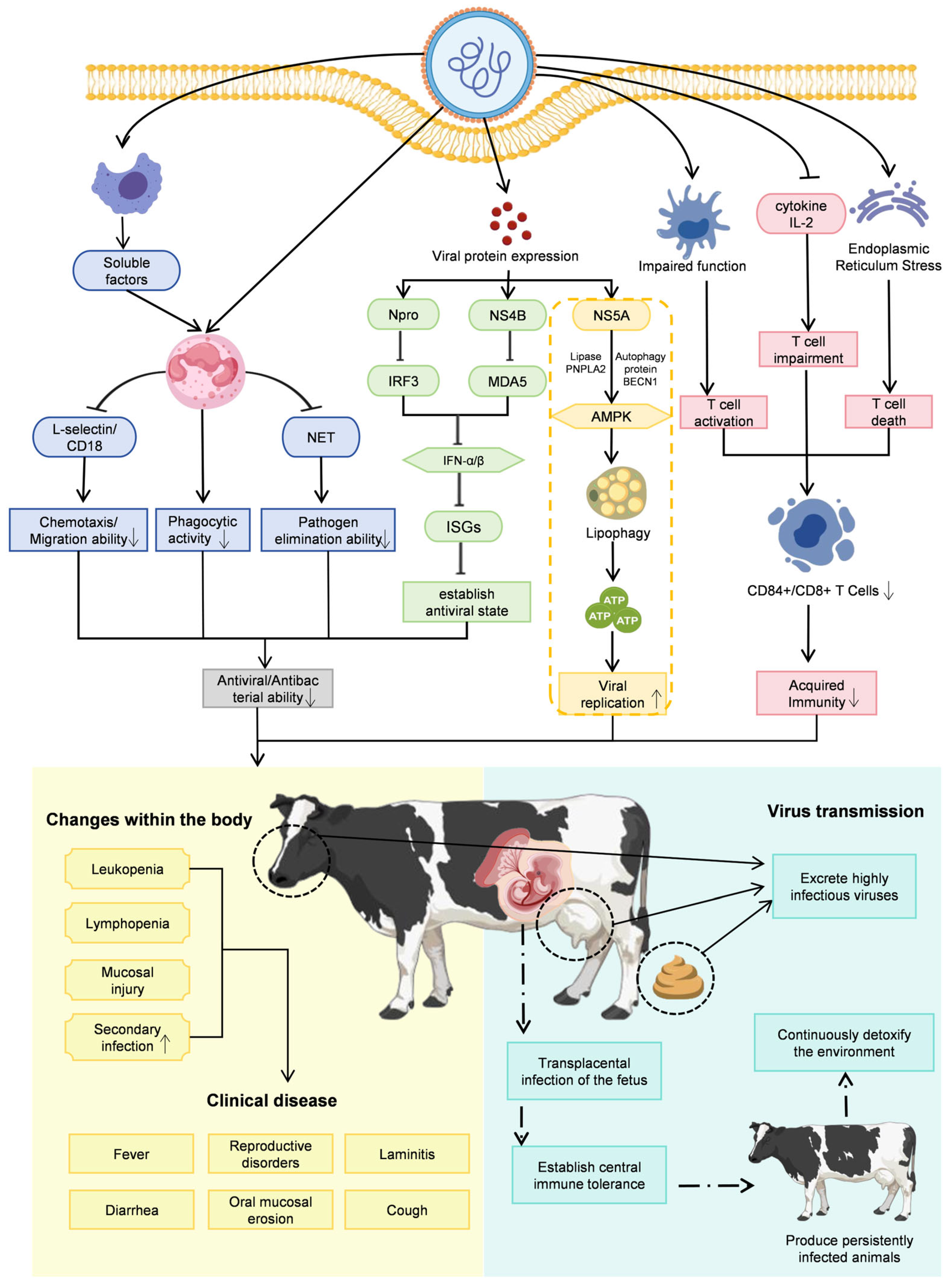 Vetsci 13 00180 g003 Vetsci 13 00180 g003