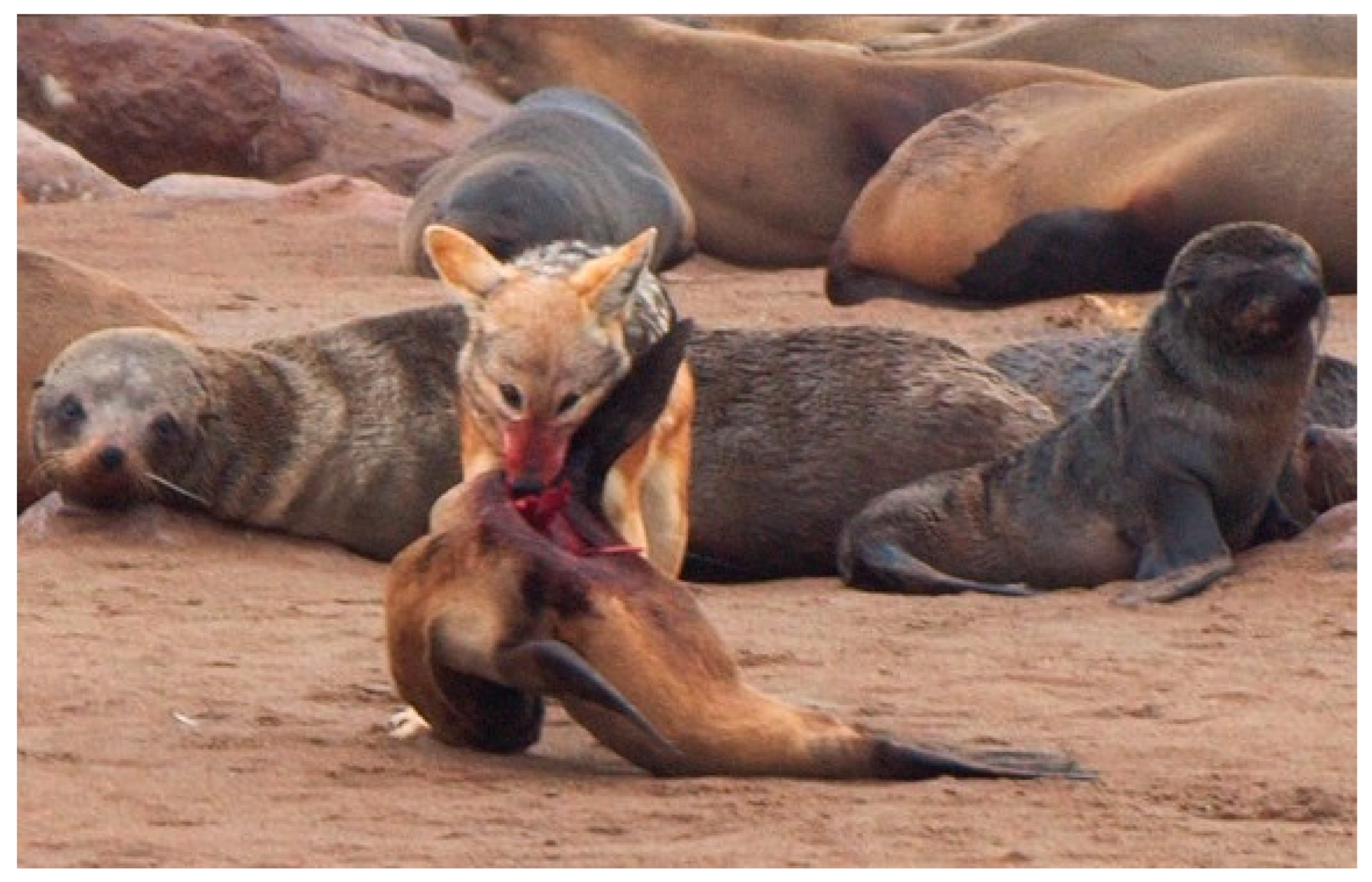 Vetsci 13 00200 g001 Vetsci 13 00200 g001