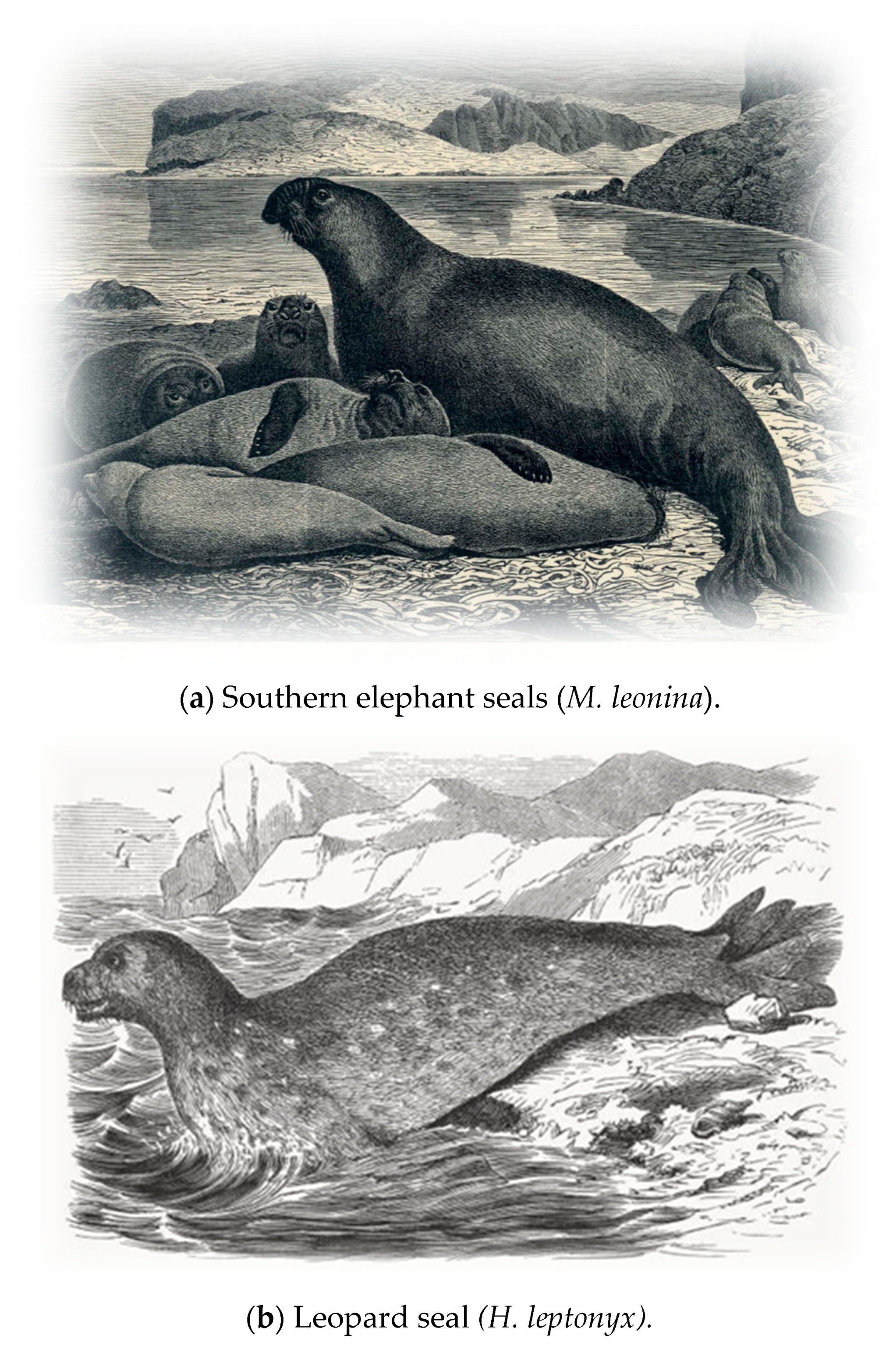 Vetsci 13 00200 g003 Vetsci 13 00200 g003