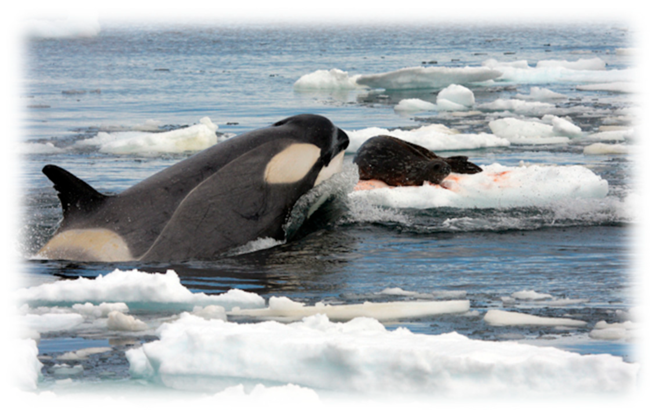 Vetsci 13 00200 g007 Vetsci 13 00200 g007