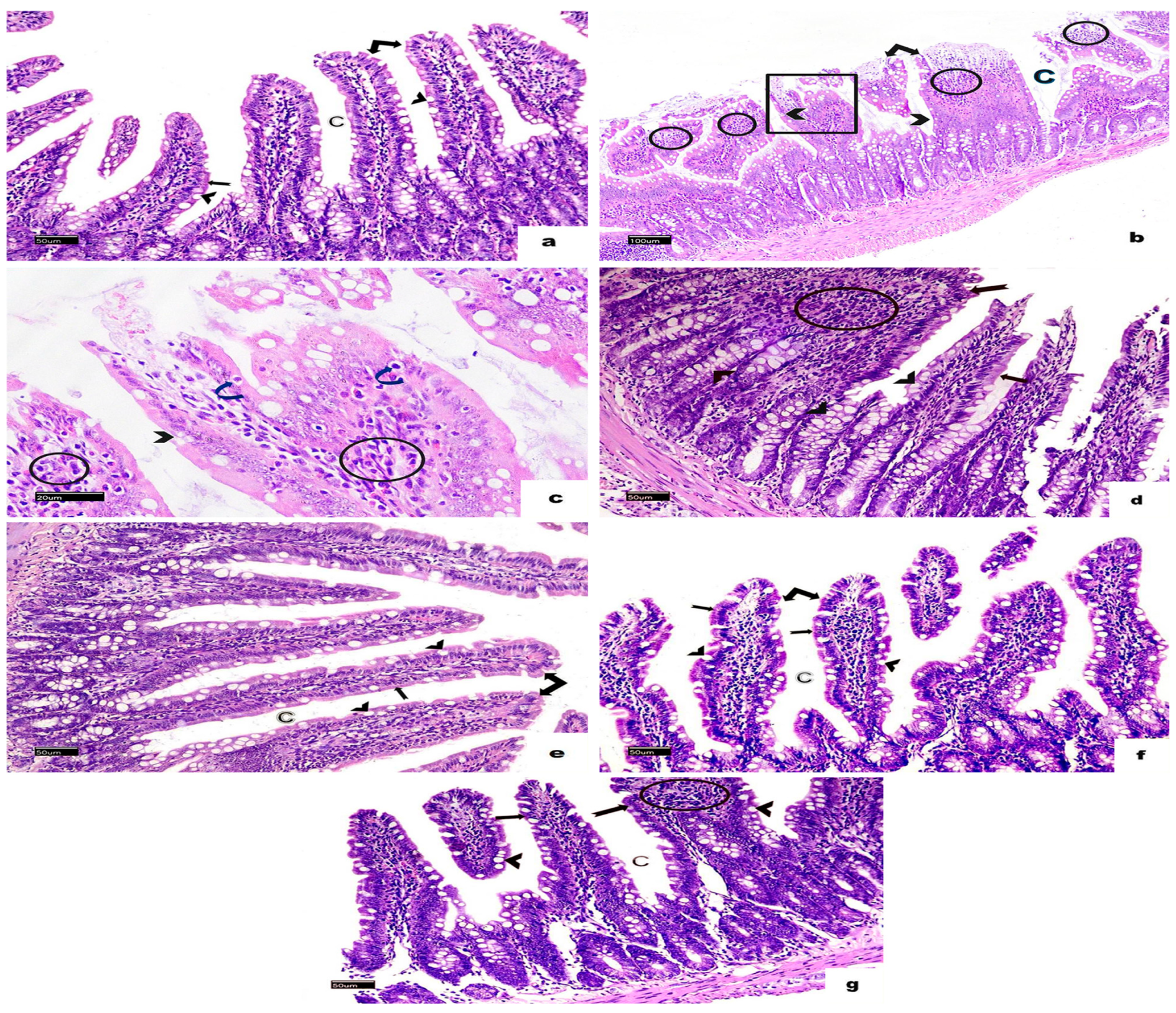 Vetsci 13 00207 g004 Vetsci 13 00207 g004