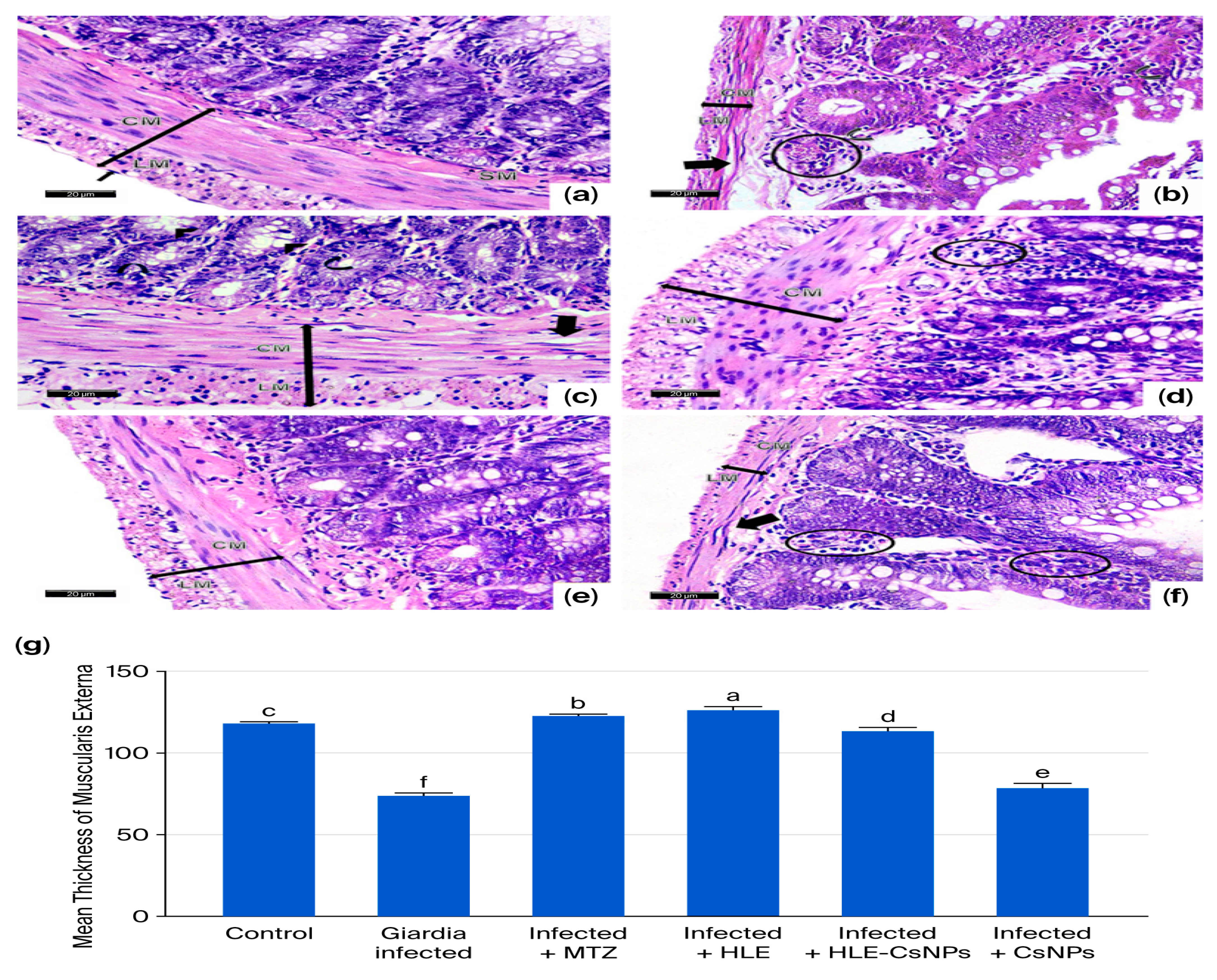 Vetsci 13 00207 g005 Vetsci 13 00207 g005