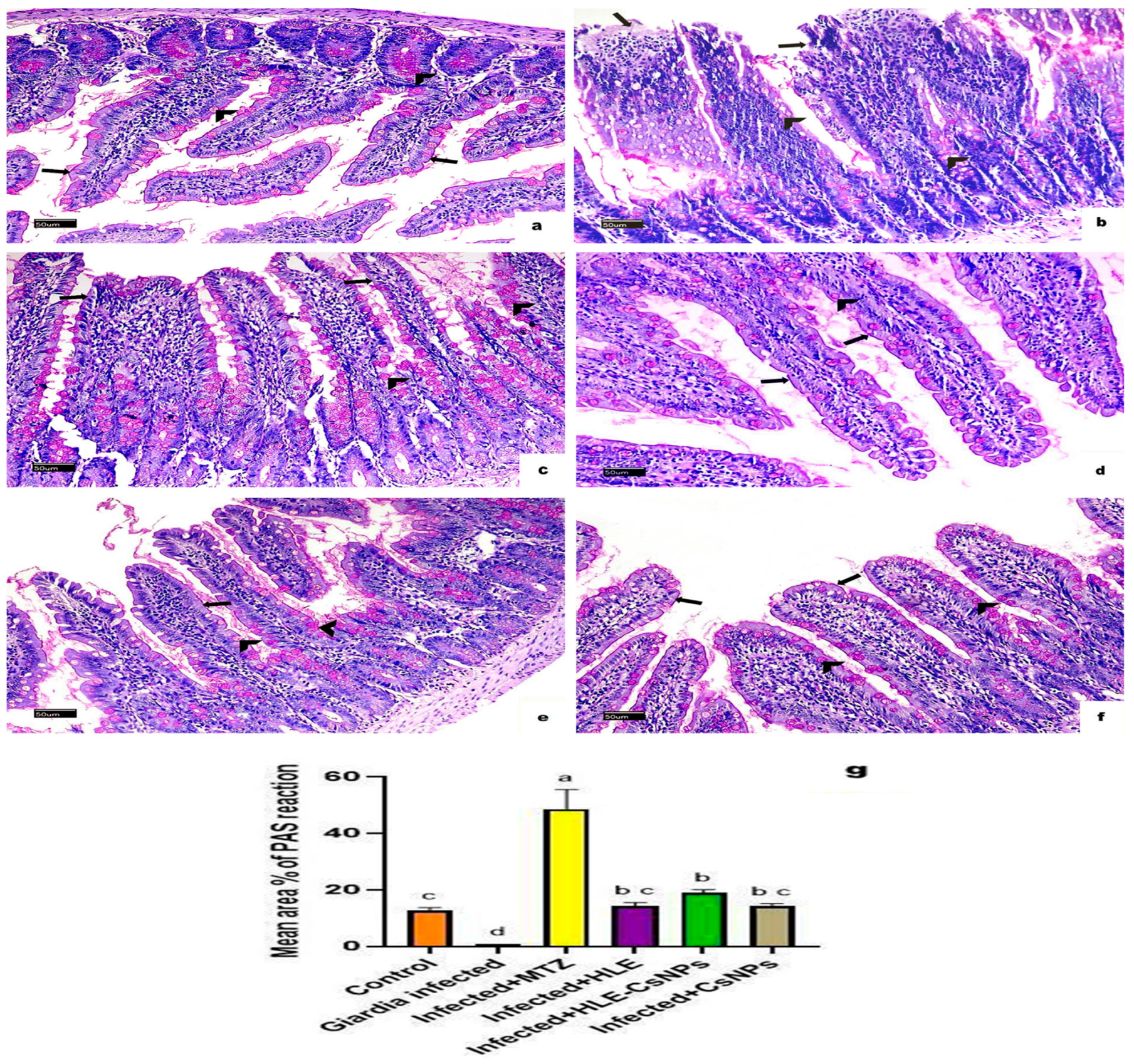 Vetsci 13 00207 g006 Vetsci 13 00207 g006