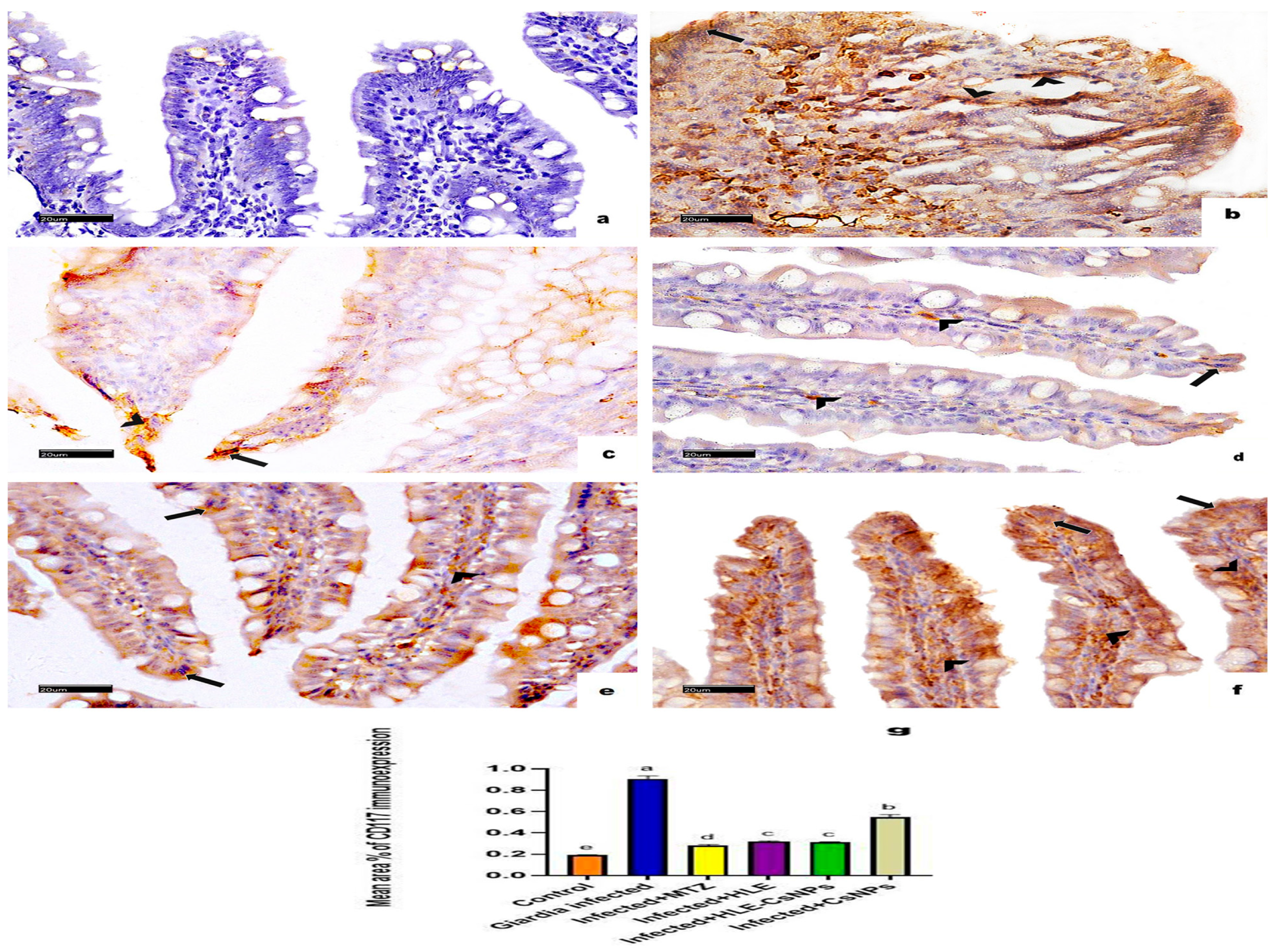 Vetsci 13 00207 g007 Vetsci 13 00207 g007