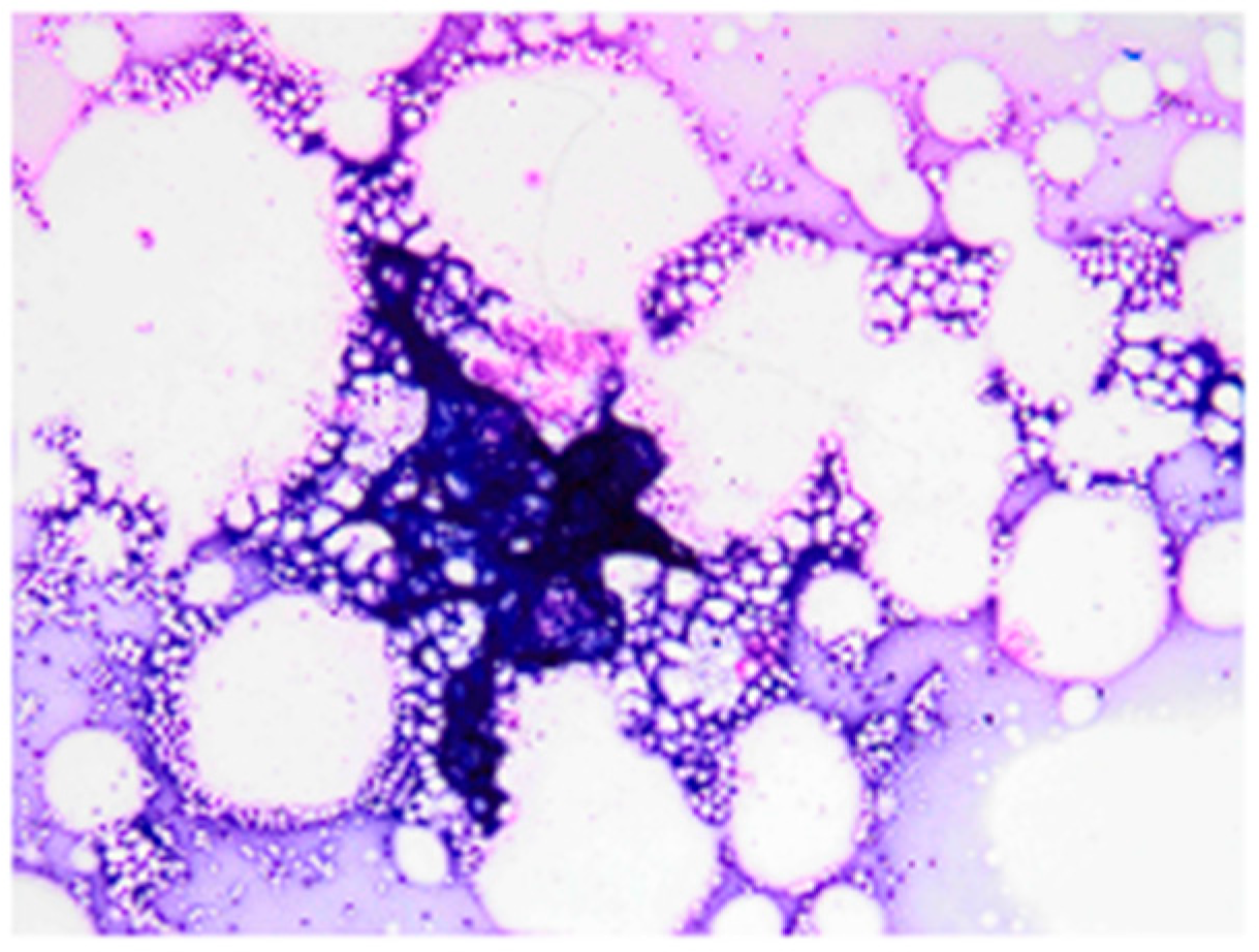 Vetsci 13 00232 g002 Vetsci 13 00232 g002