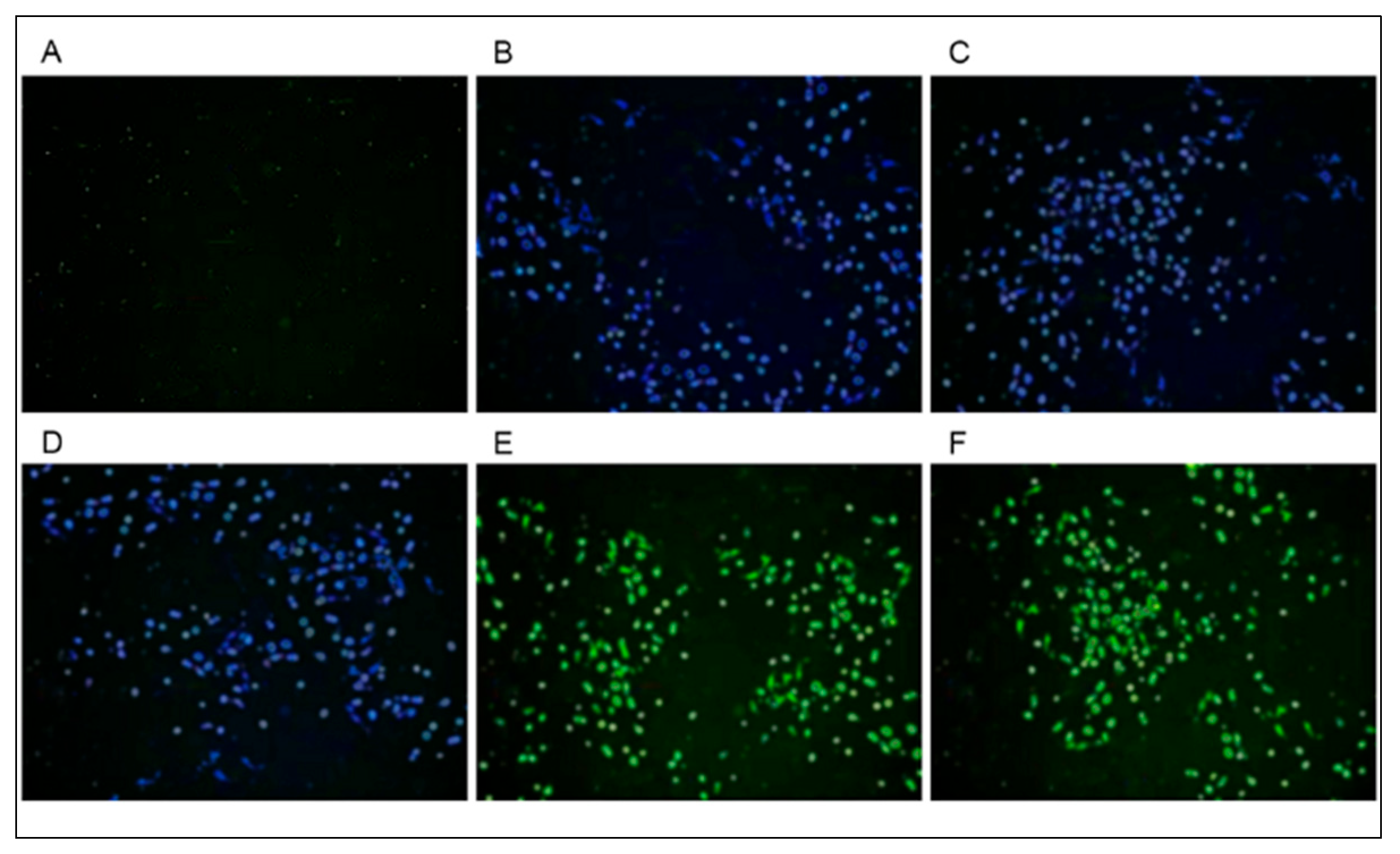 Vetsci 13 00236 g002 Vetsci 13 00236 g002