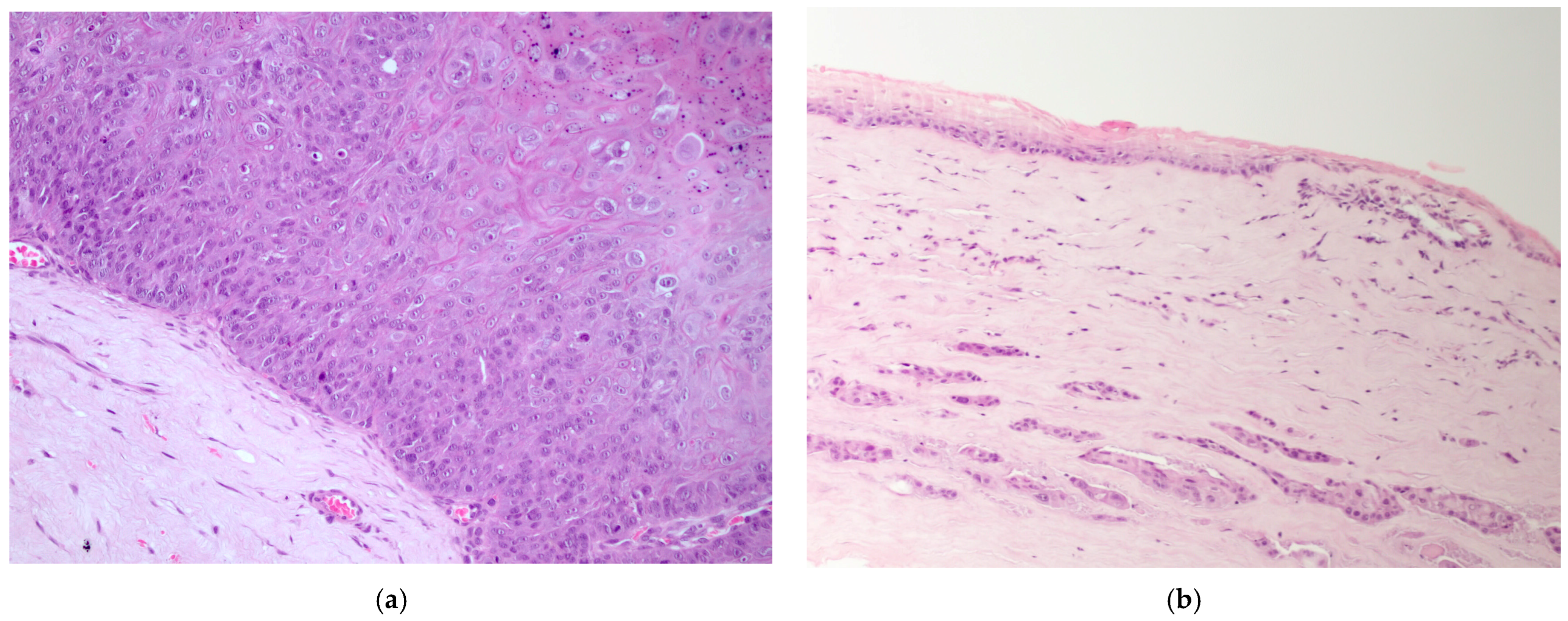 Vetsci 13 00258 g002