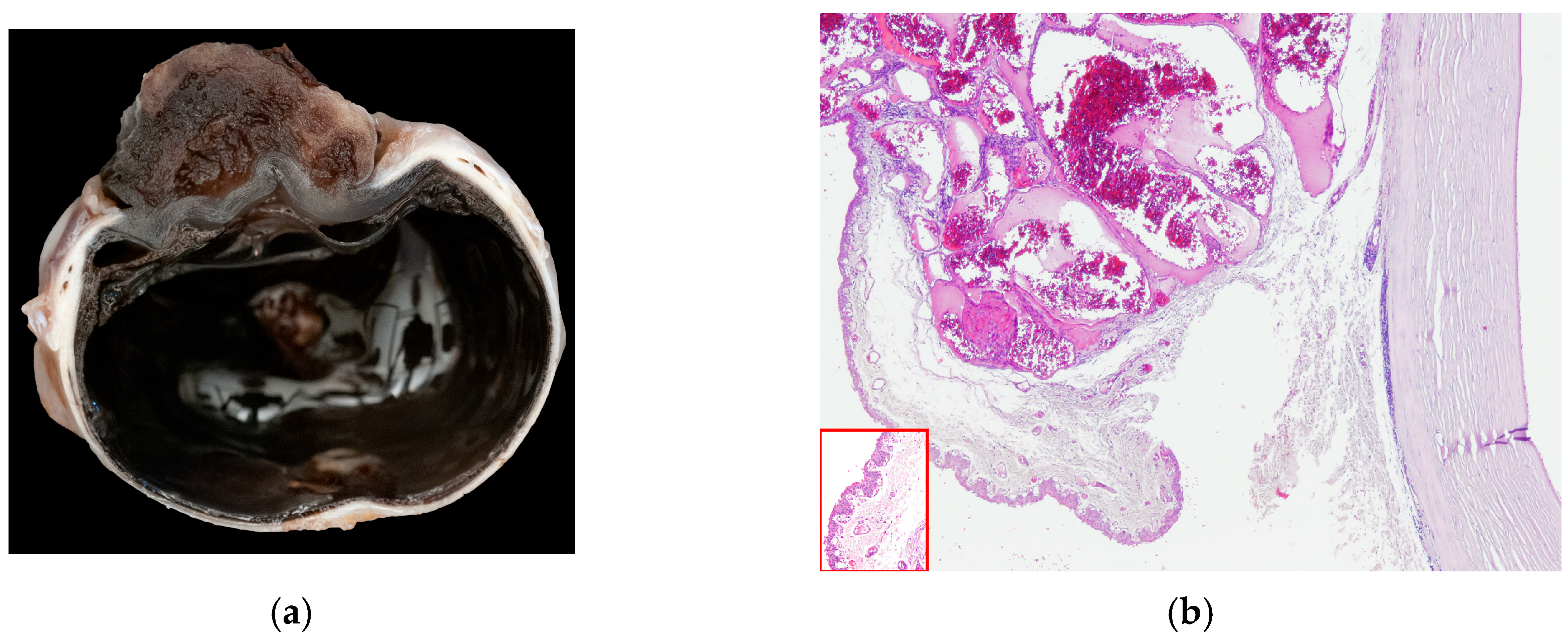 Vetsci 13 00258 g003