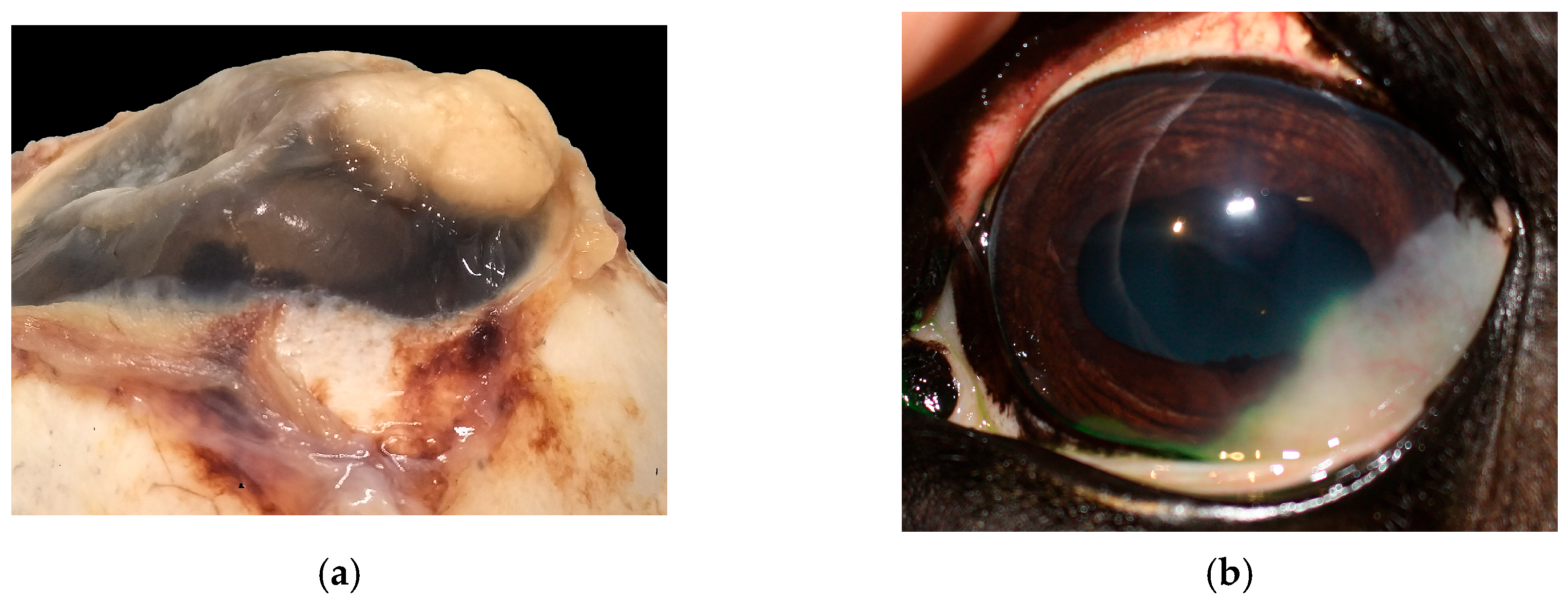 Vetsci 13 00258 g004