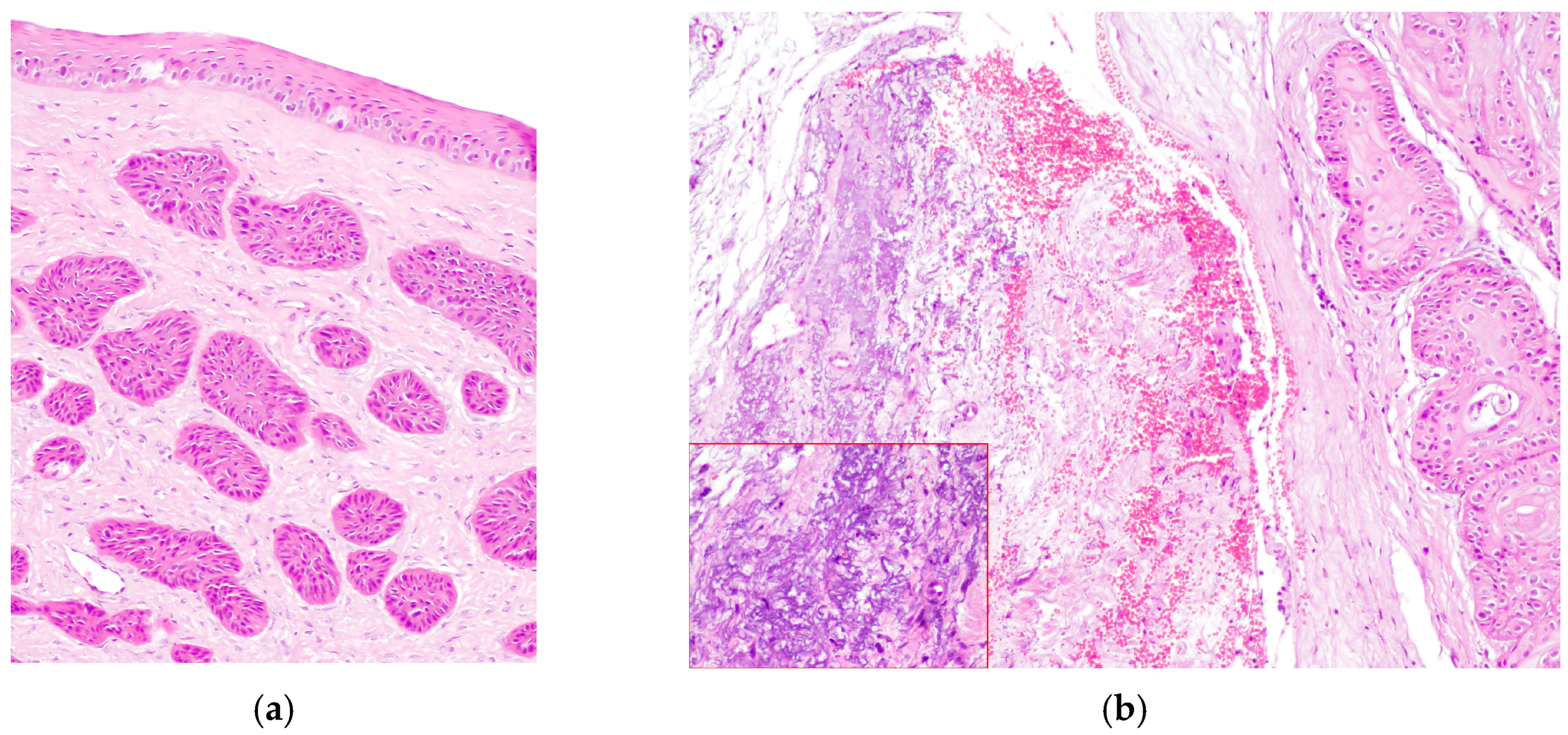 Vetsci 13 00258 g005