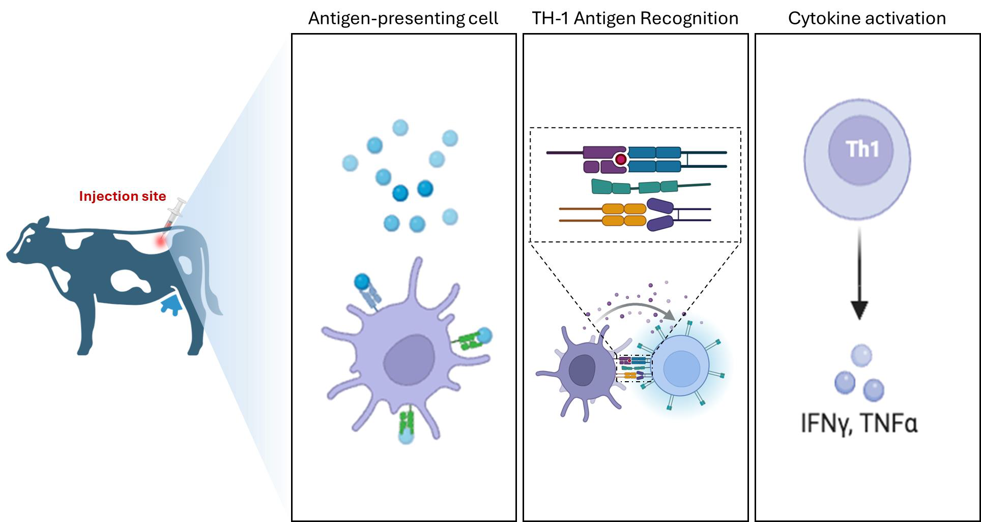 Vetsci 13 00259 g002